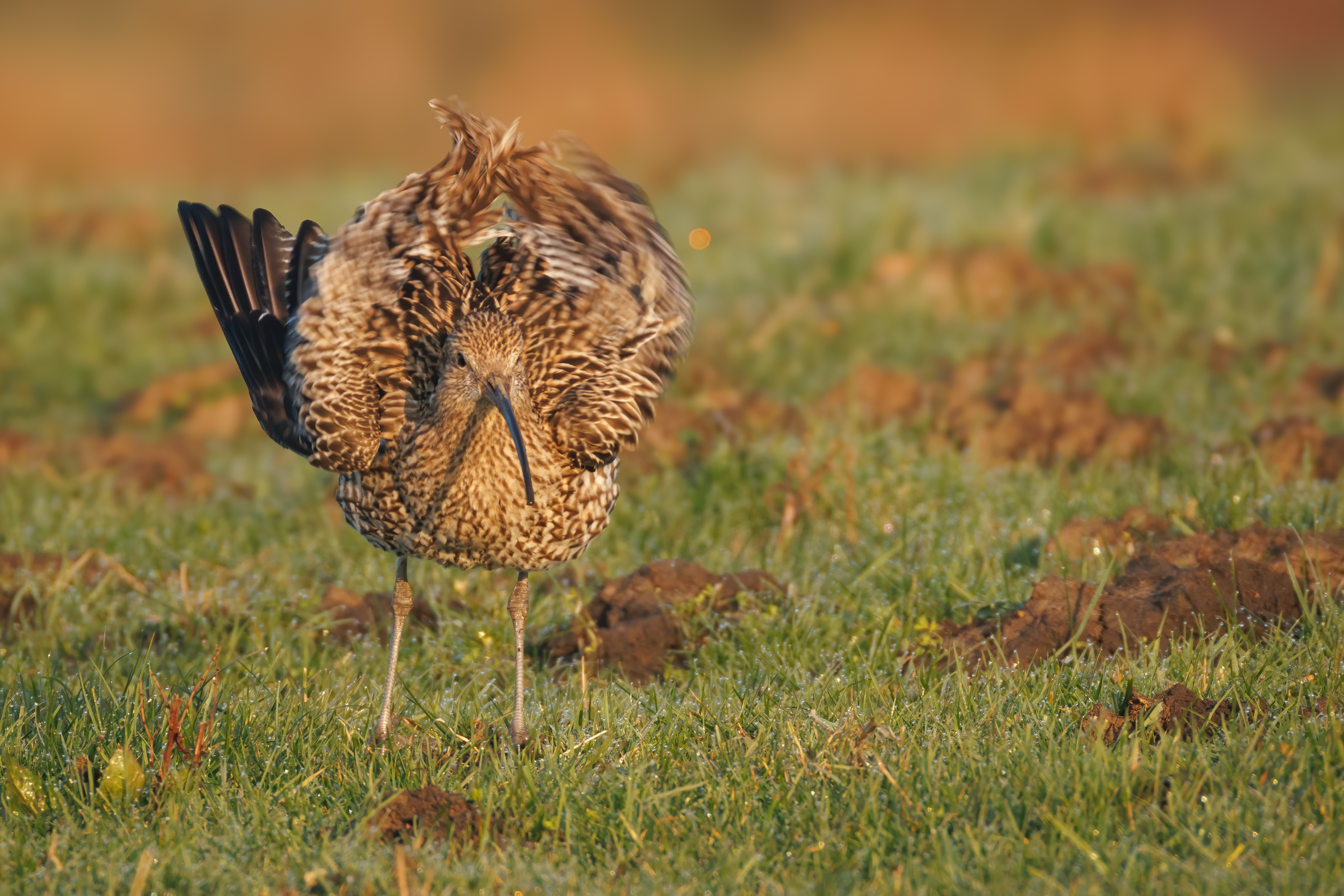 Curlew