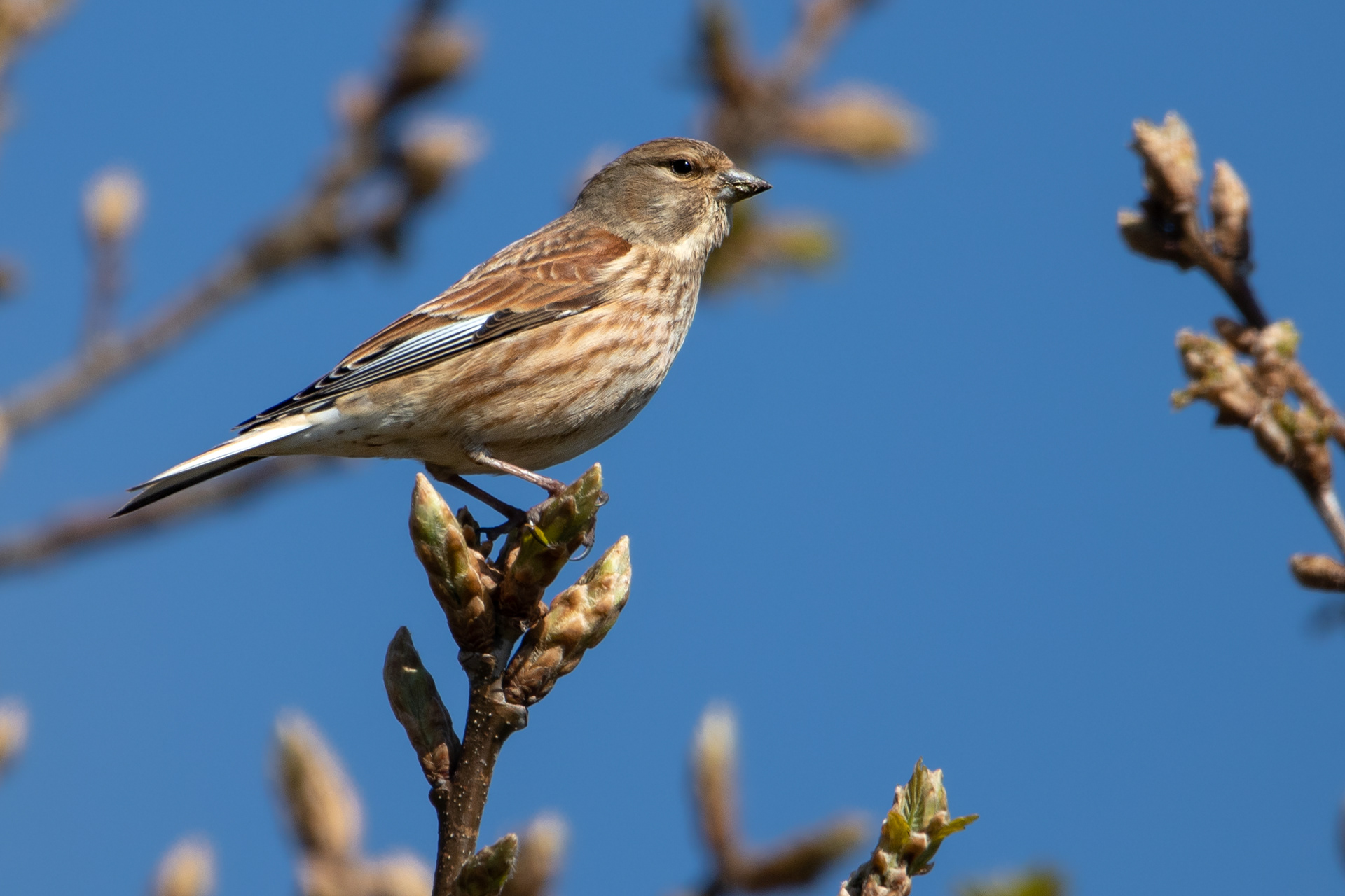 Linnet (female)