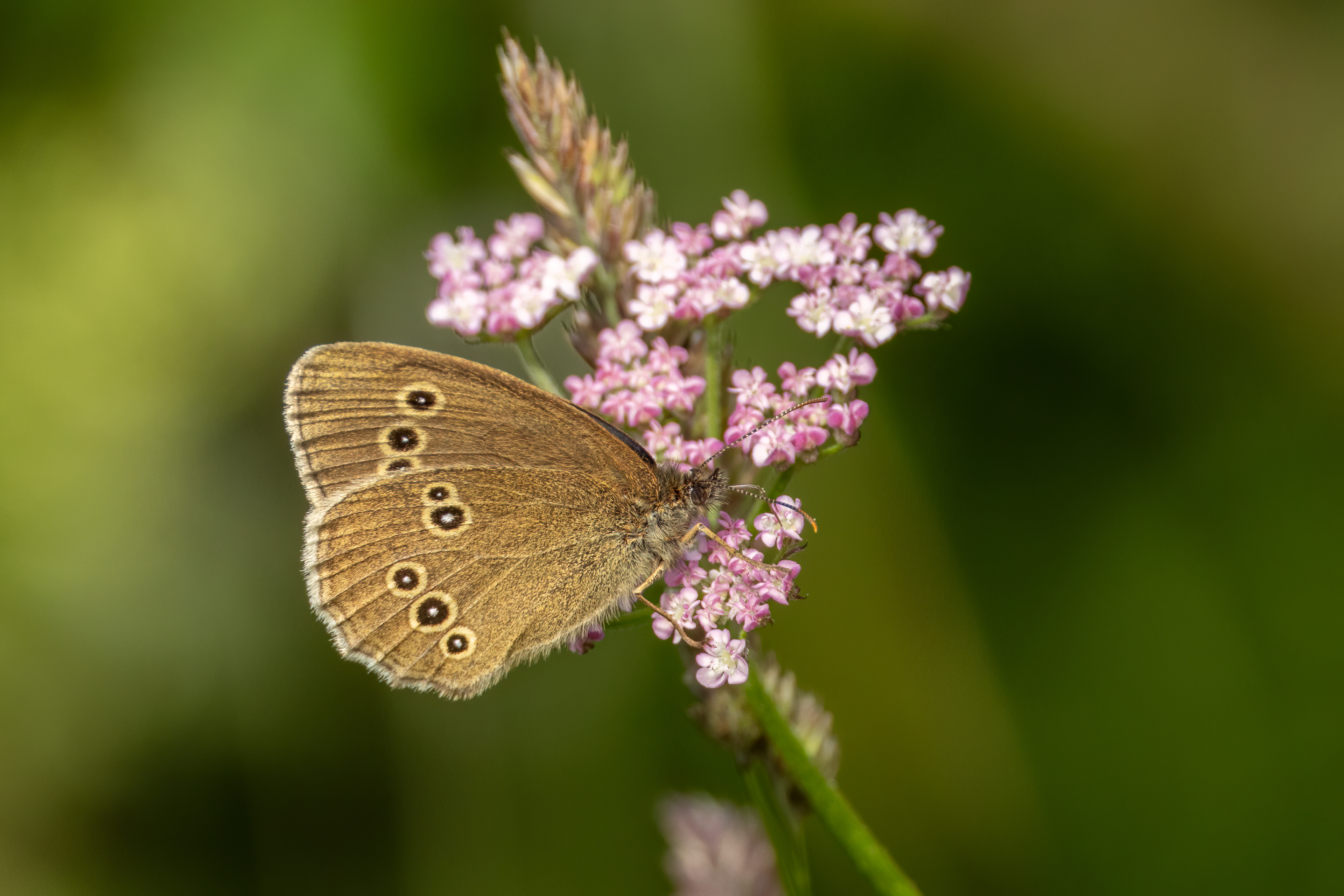 Ringlet Butterfly