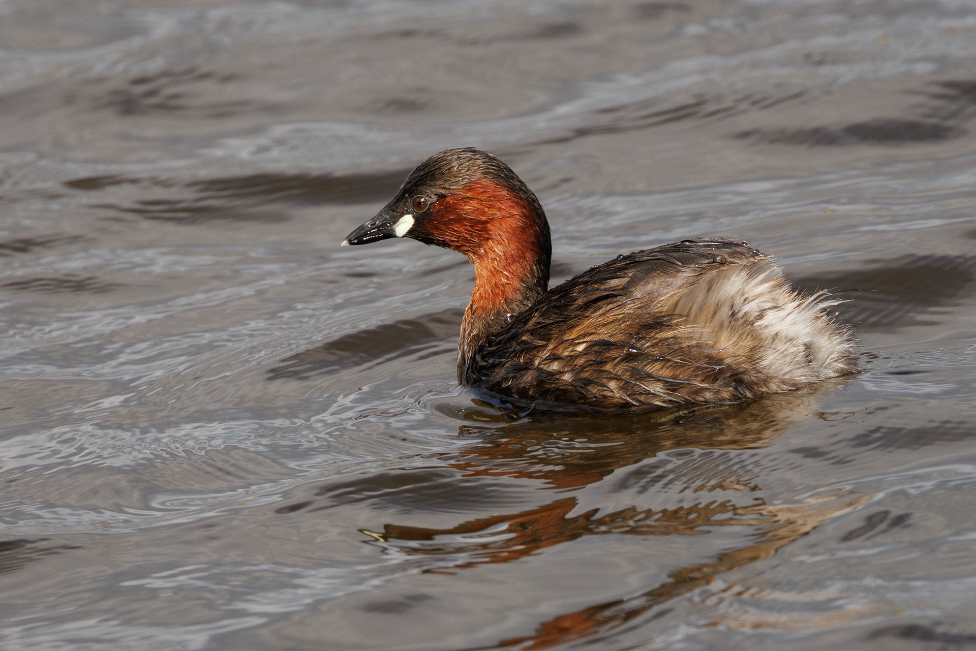 Little Grebe