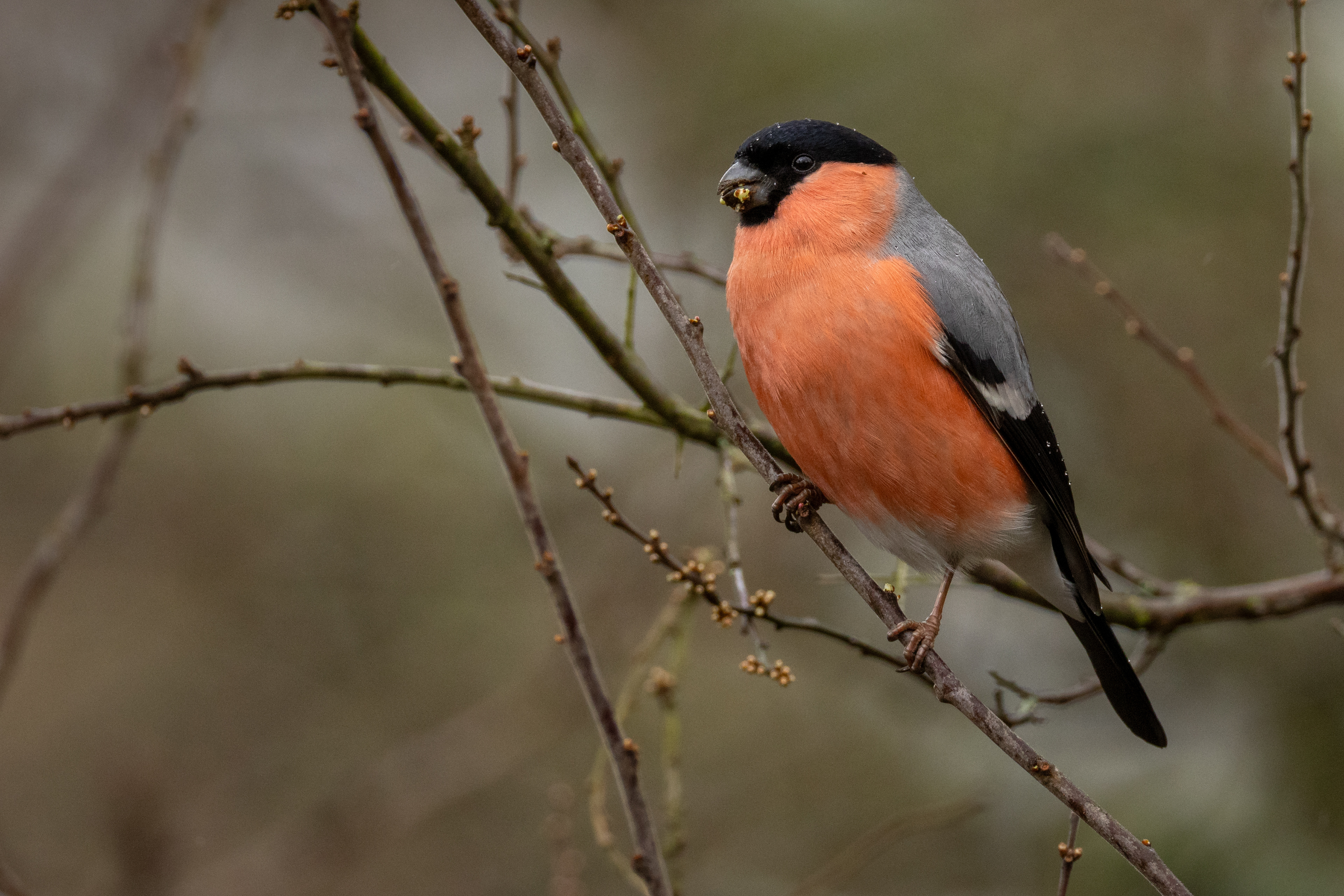 Bullfinch (male)