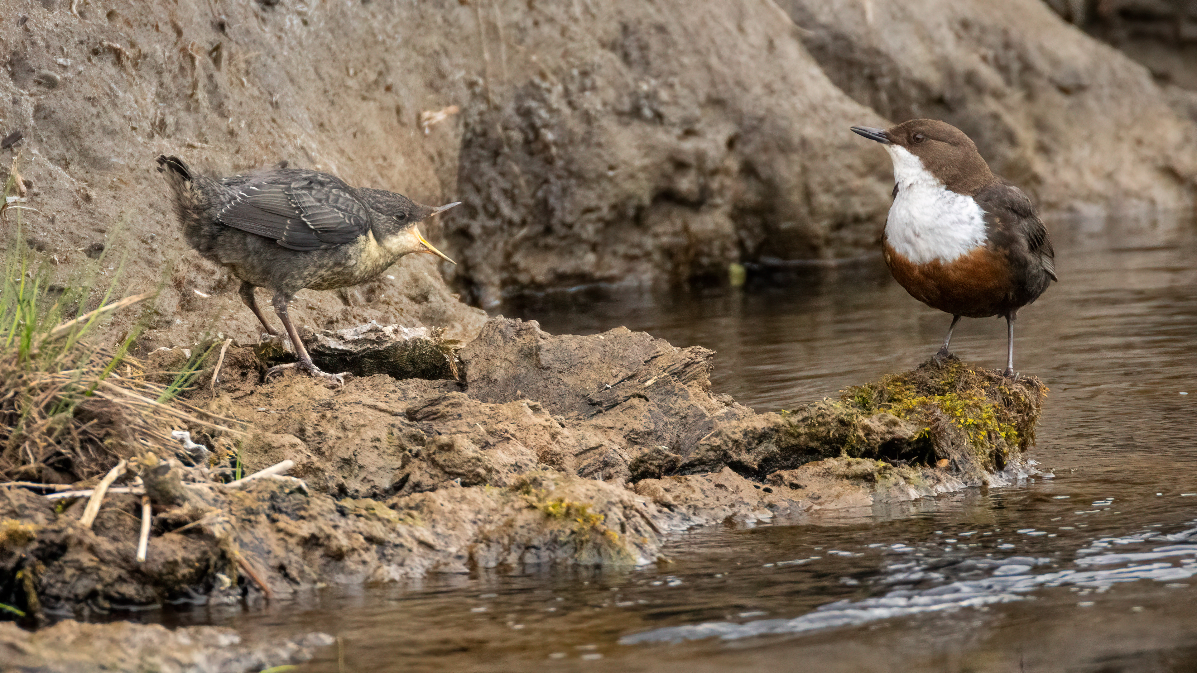 Dipper and Juvenile