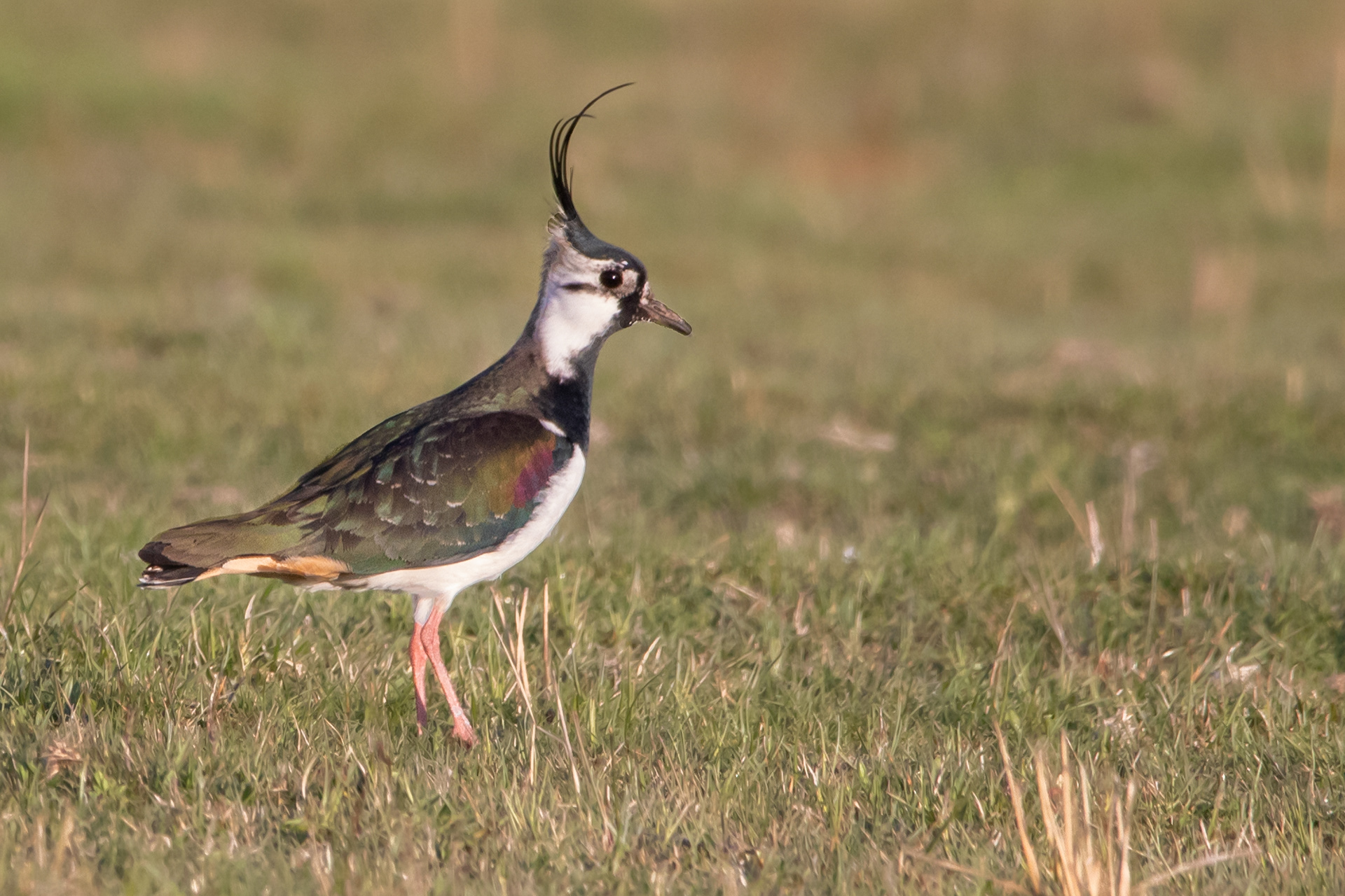 Lapwing