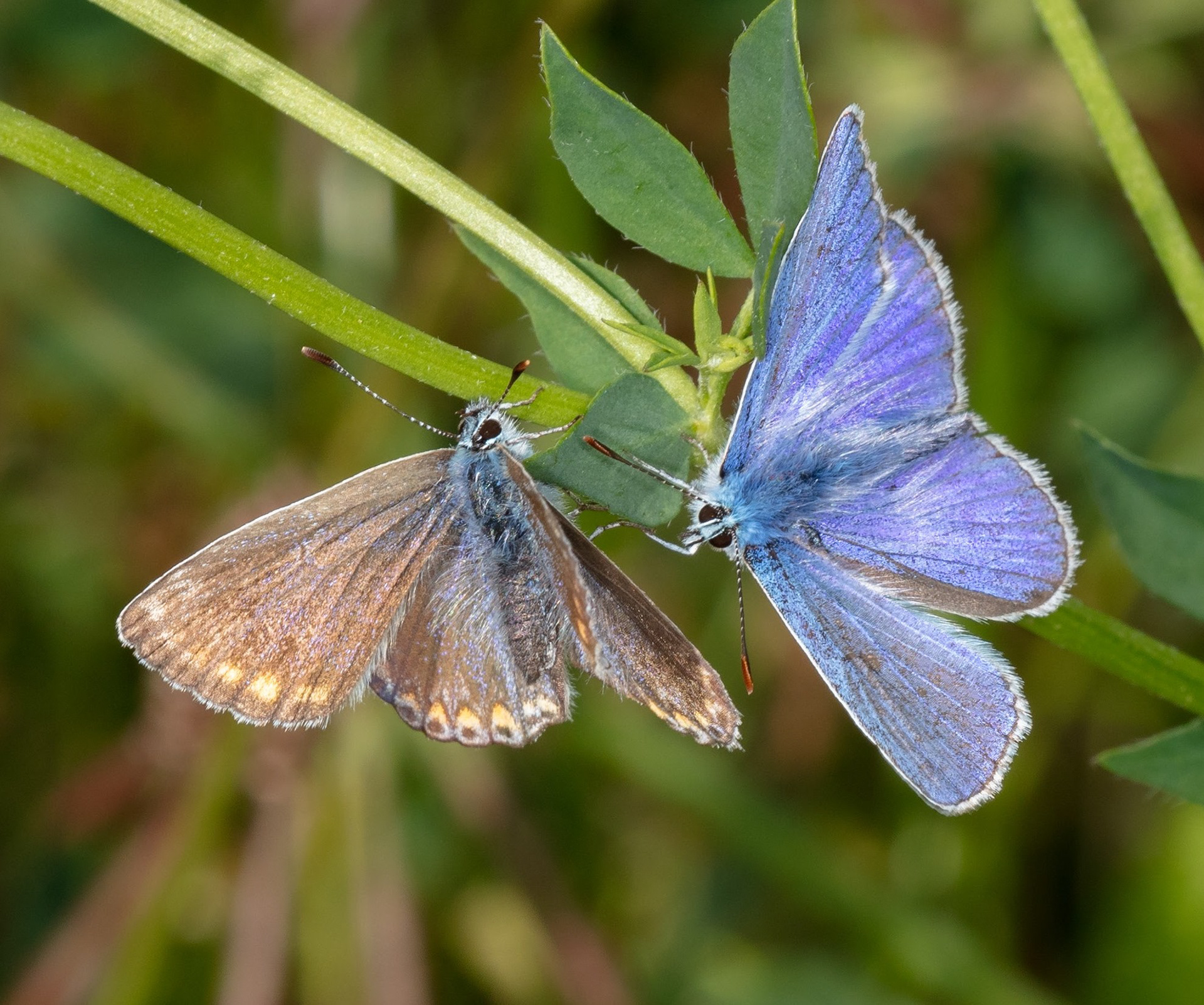Male and Female Common Blue Butterflies