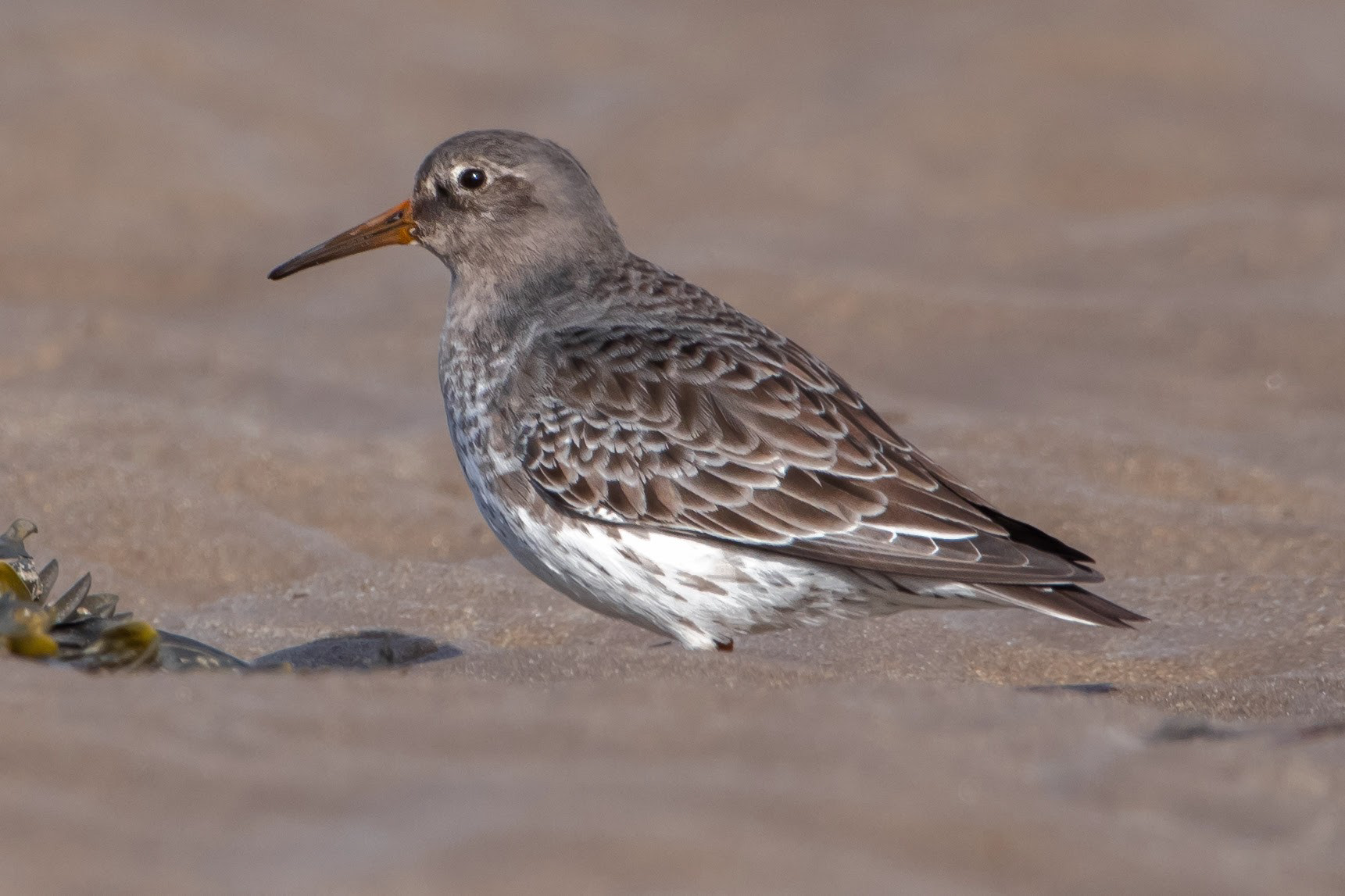 Purple Sandpiper