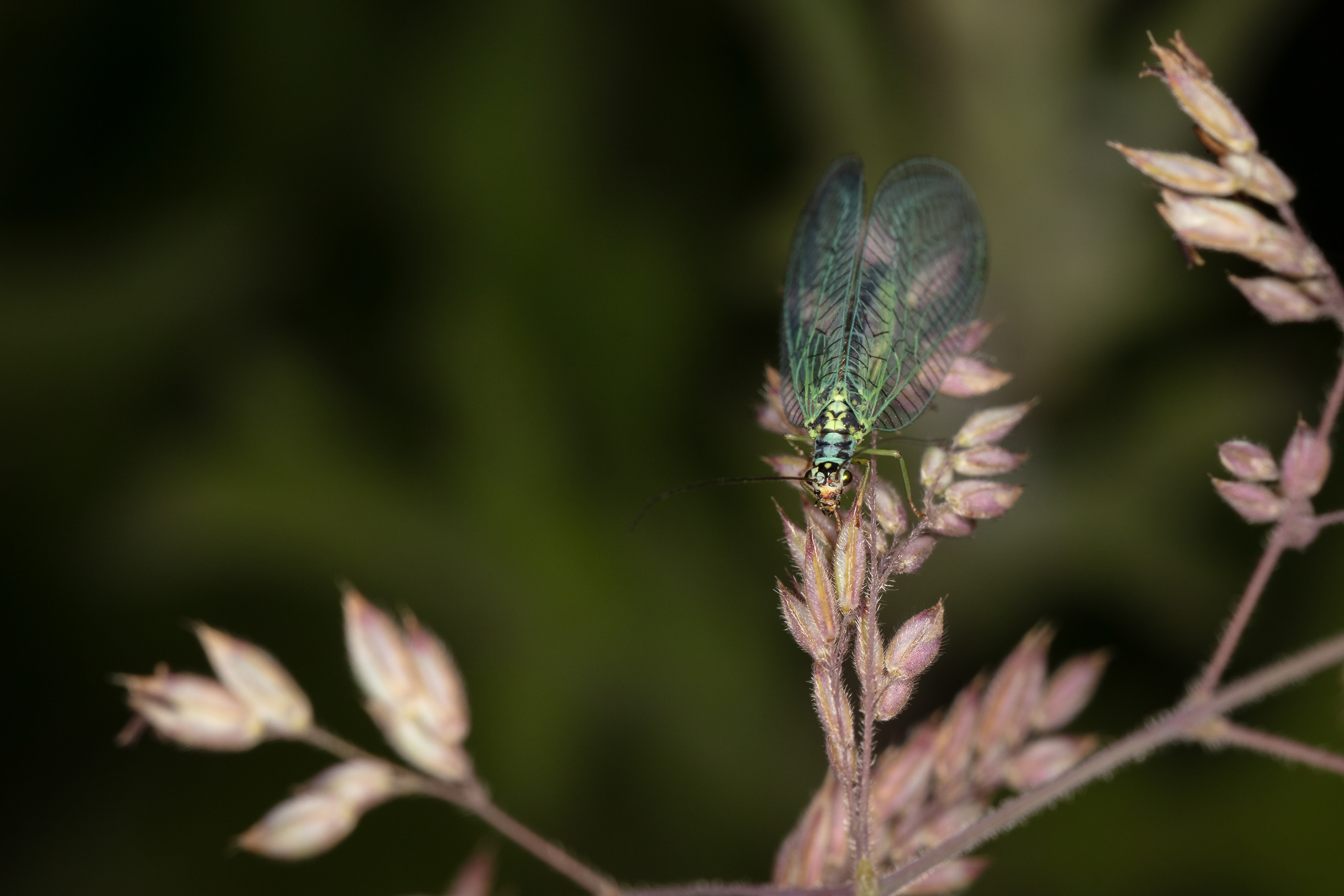  Pearly Green Lacewing