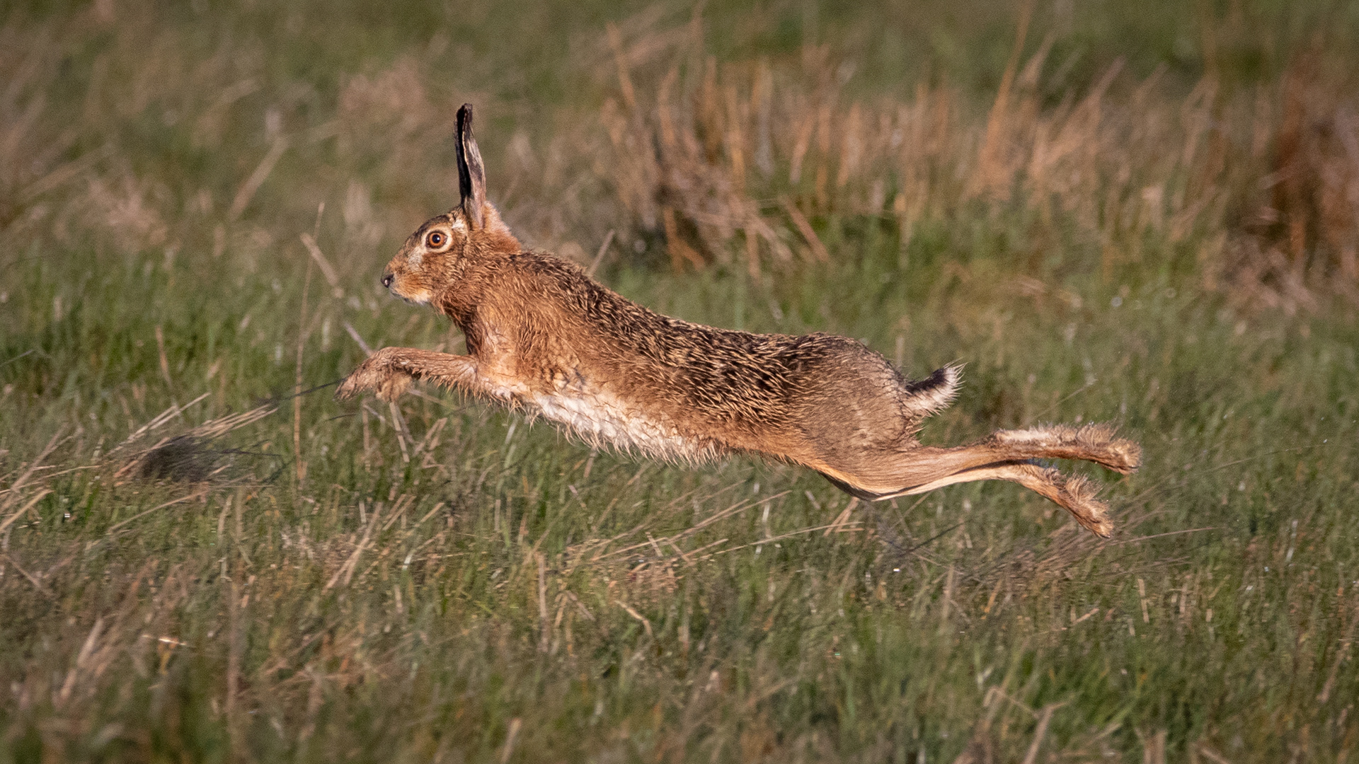 European Hare