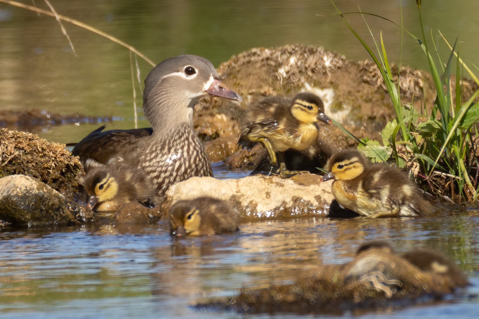 Mandarin duck (female) and chicks