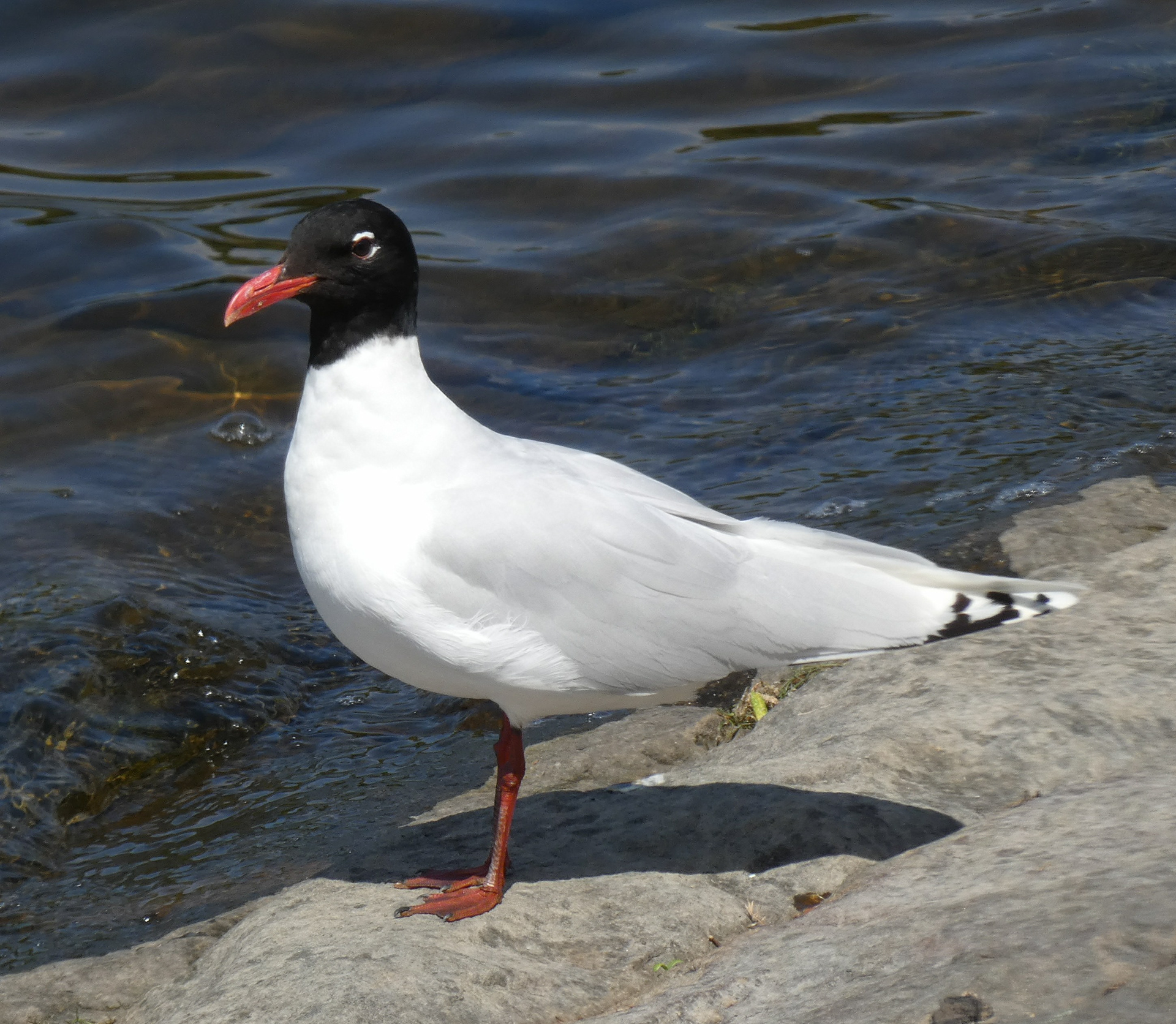 Mediterranean gull