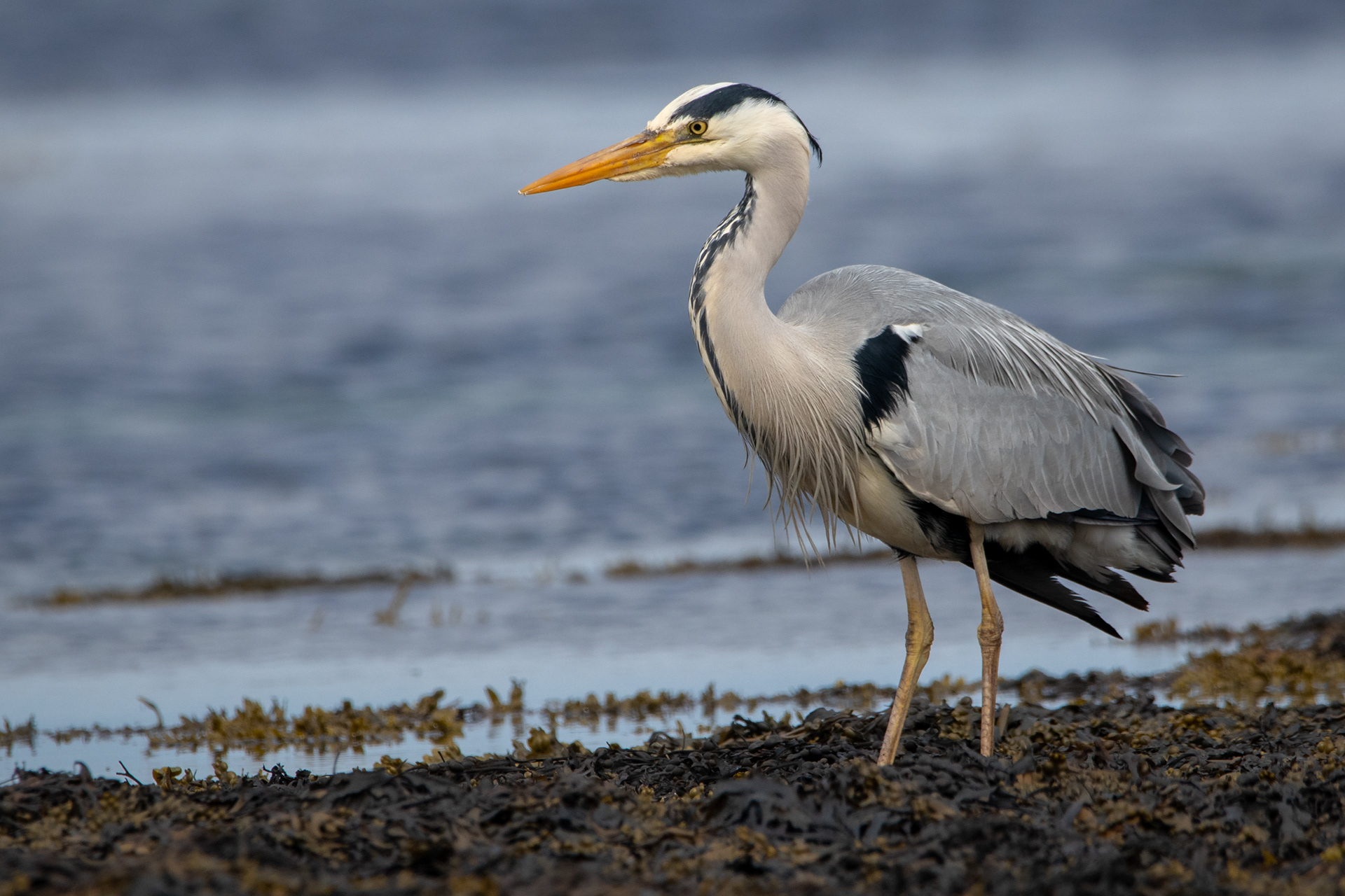 Grey Heron