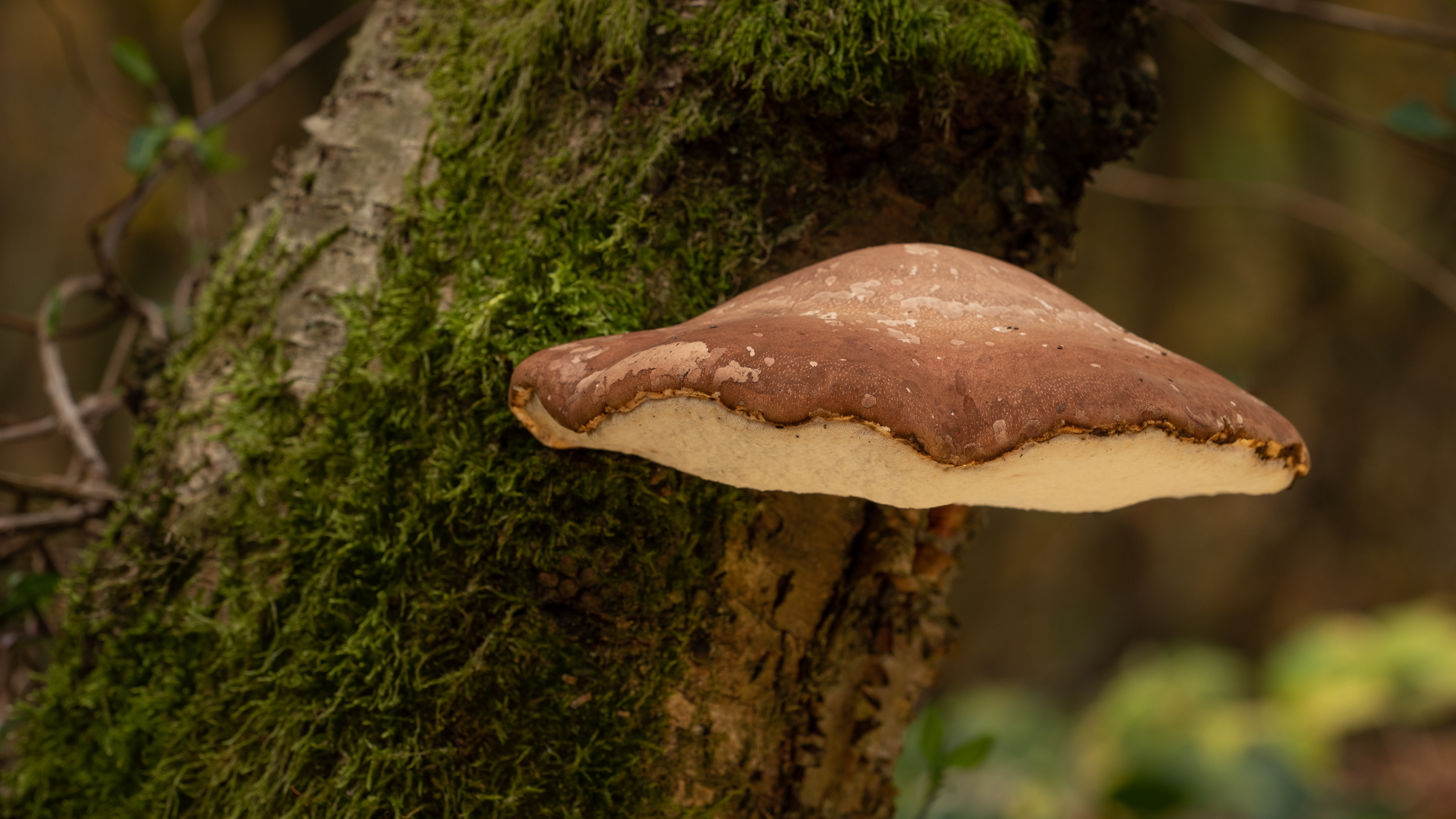 Birch polypore