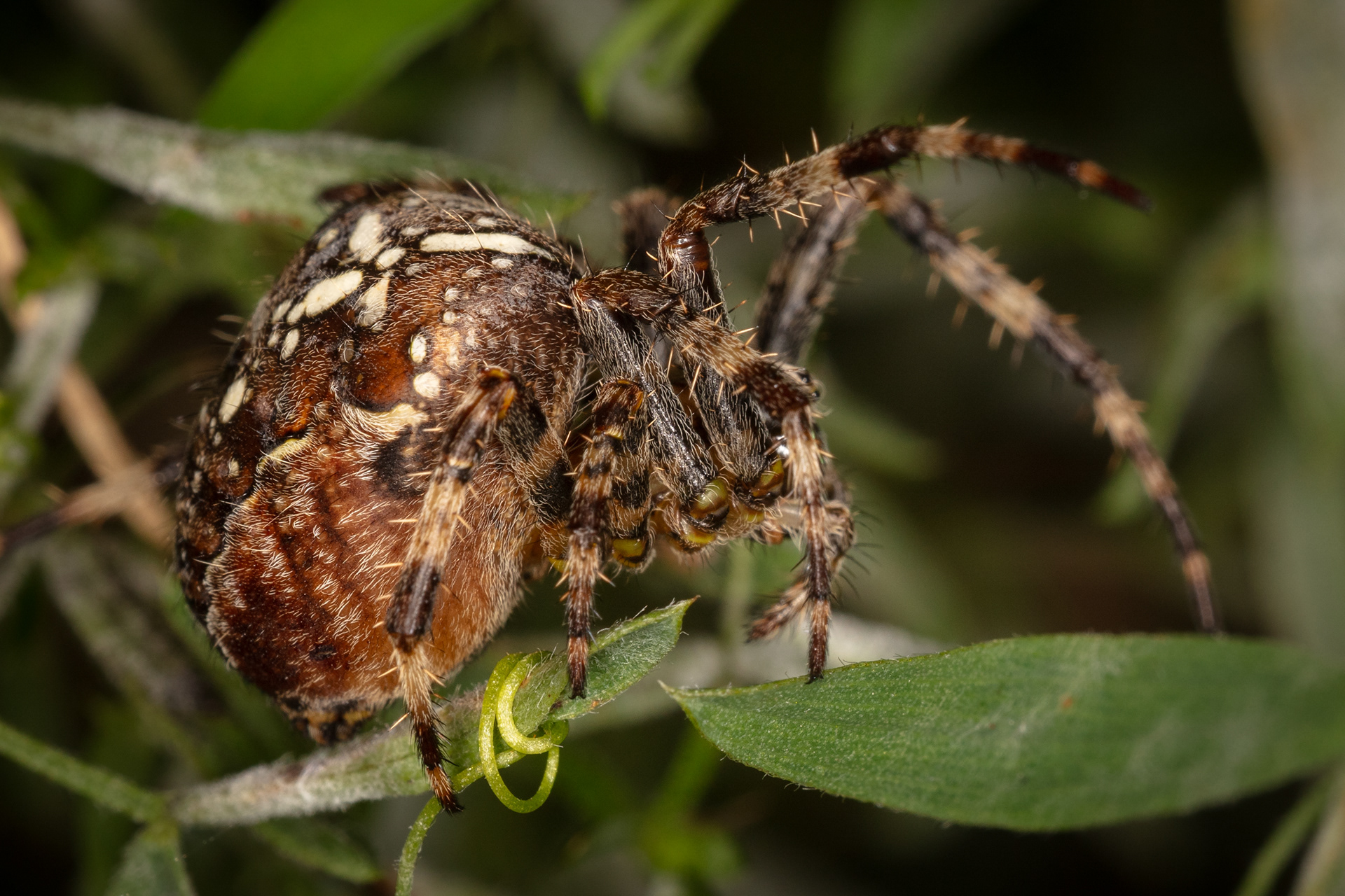 Garden Cross Spider