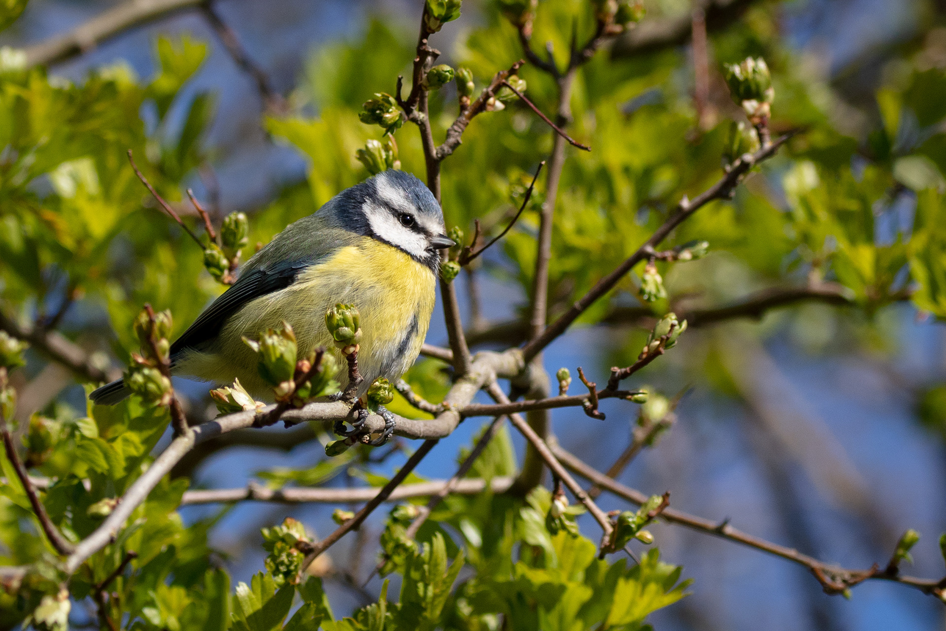 Blue Tit