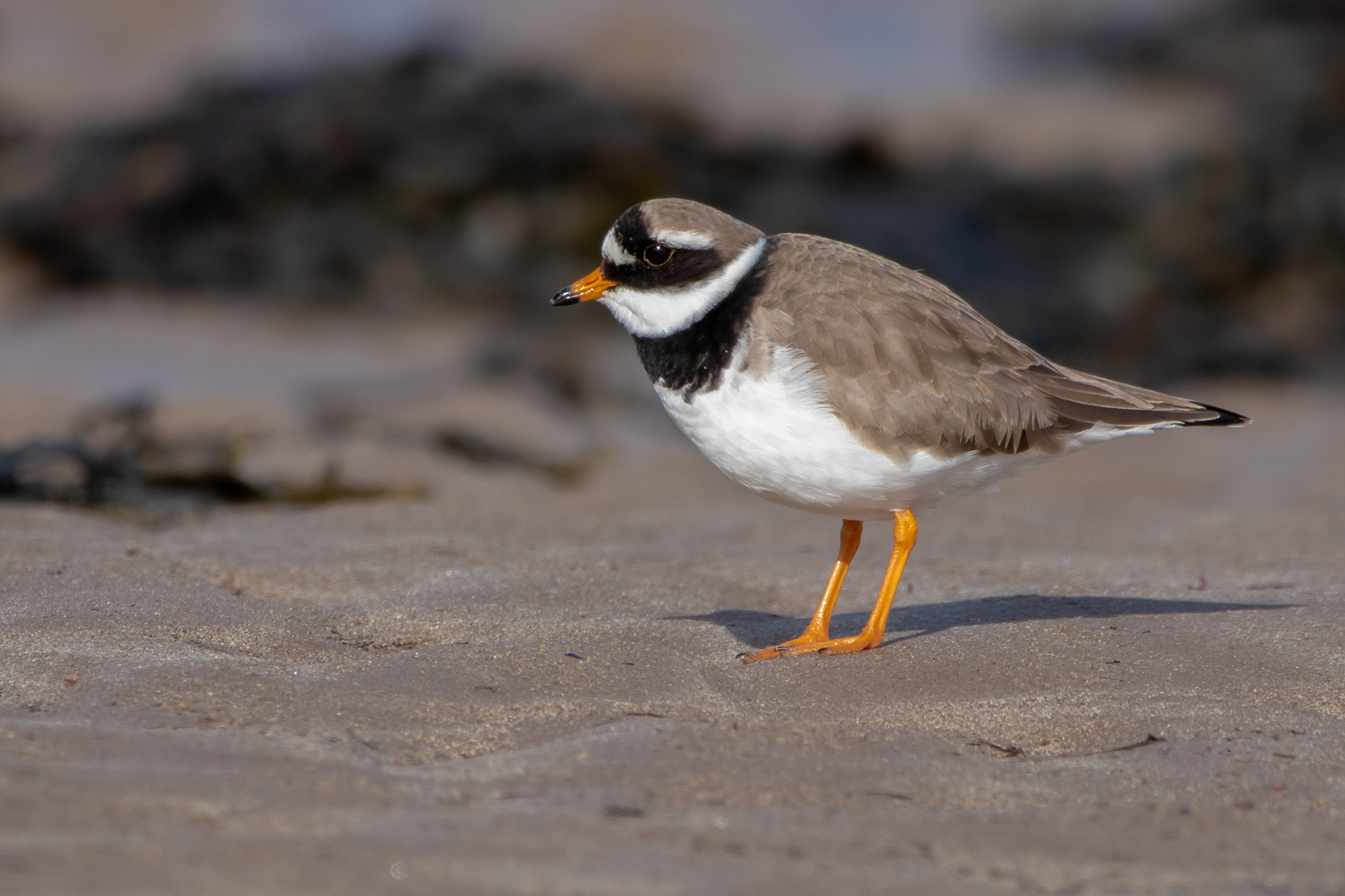 Ringed Plover