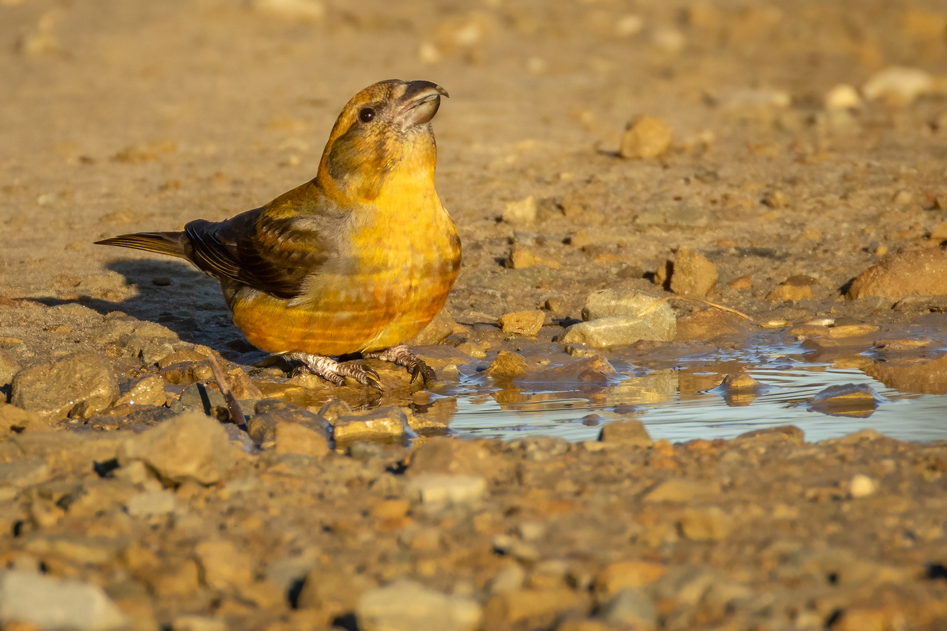 Crossbill (male)