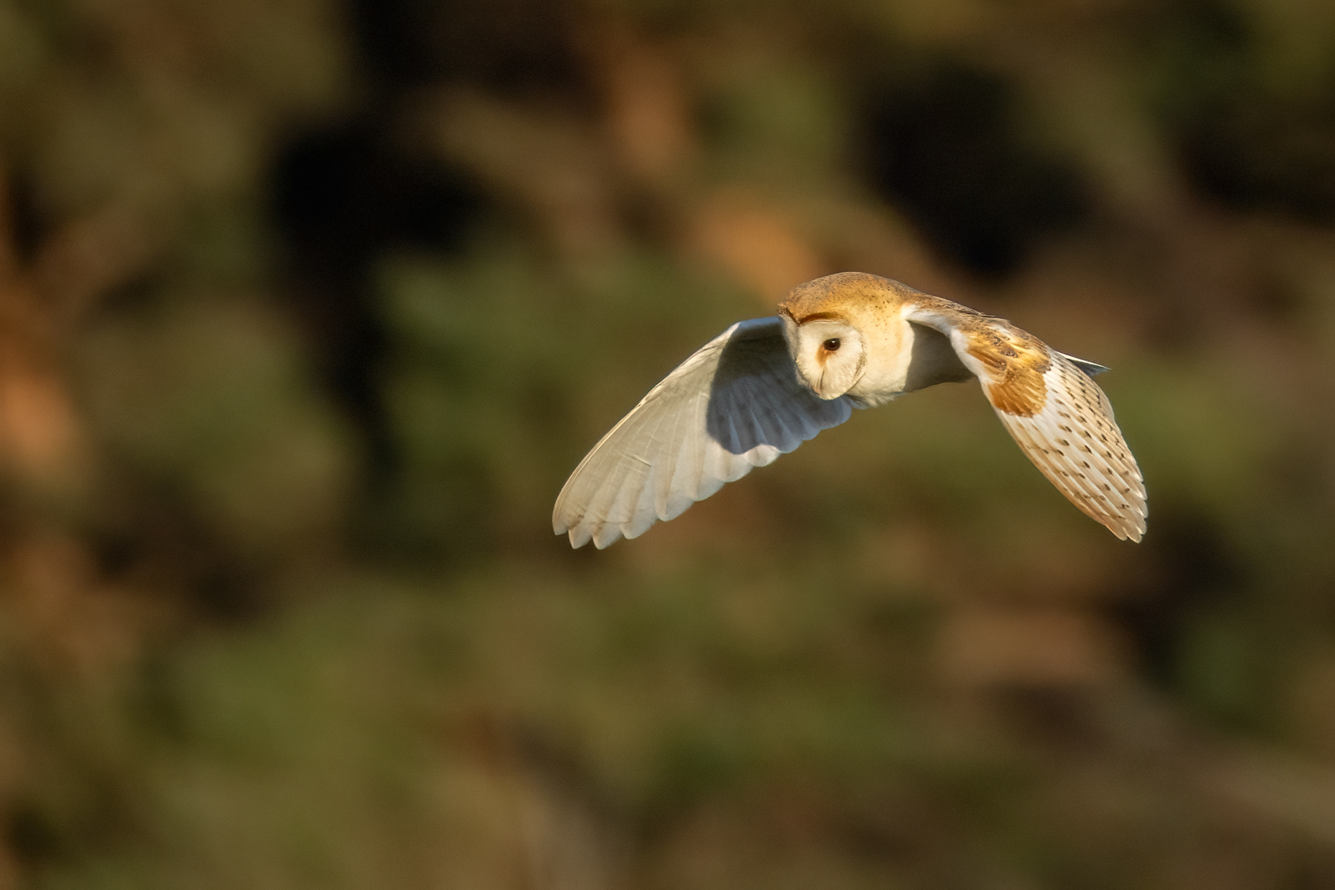 Barn Owl
