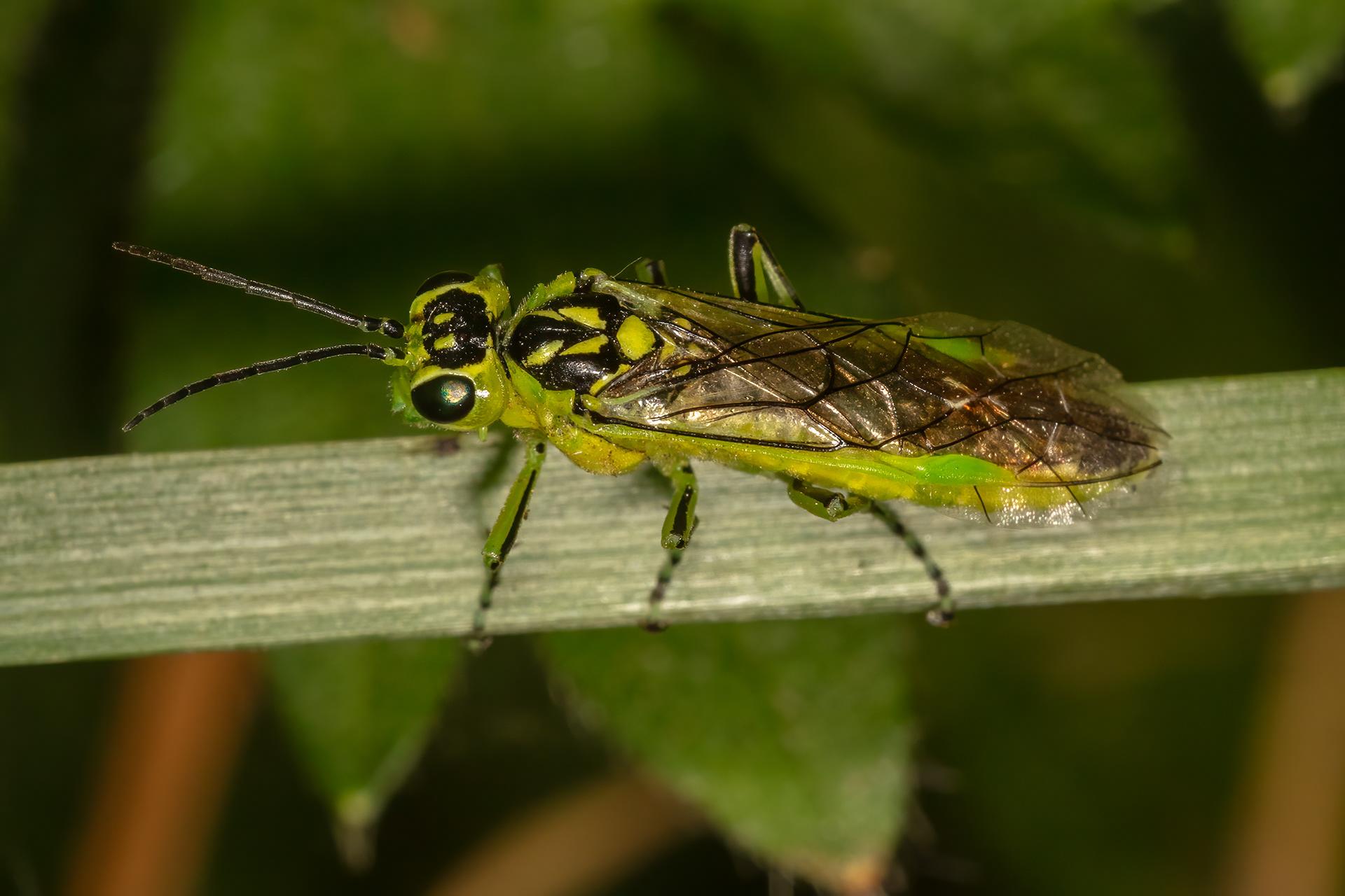 Green Sawfly