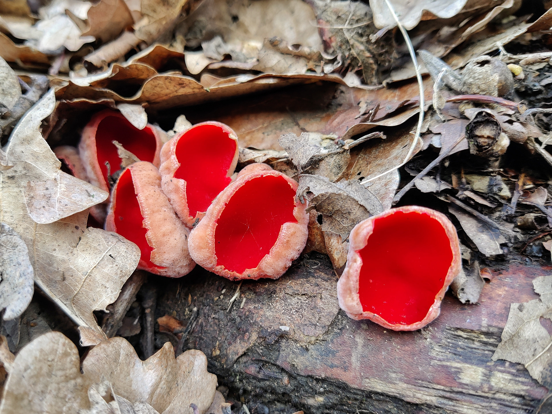 Scarlet Elf Cups