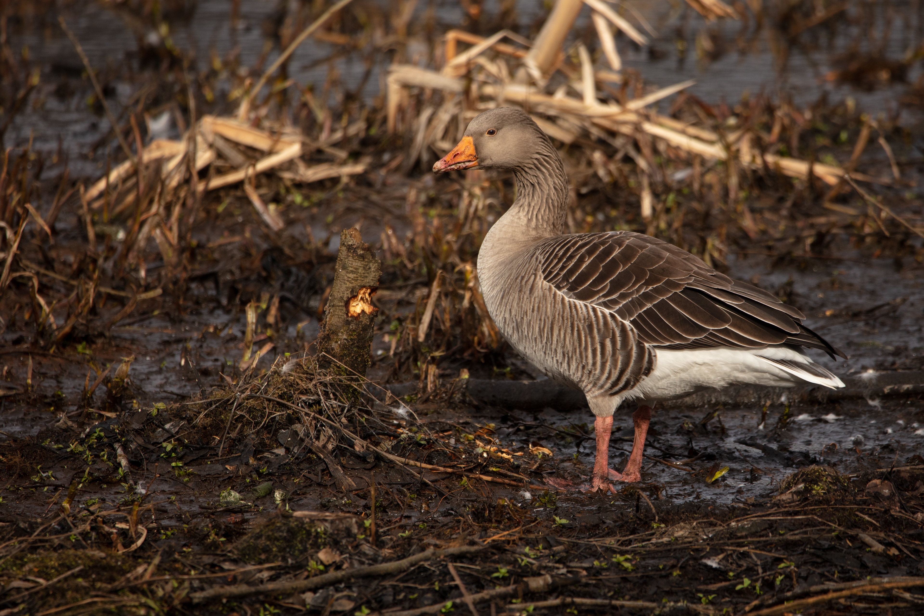Greylag Goose