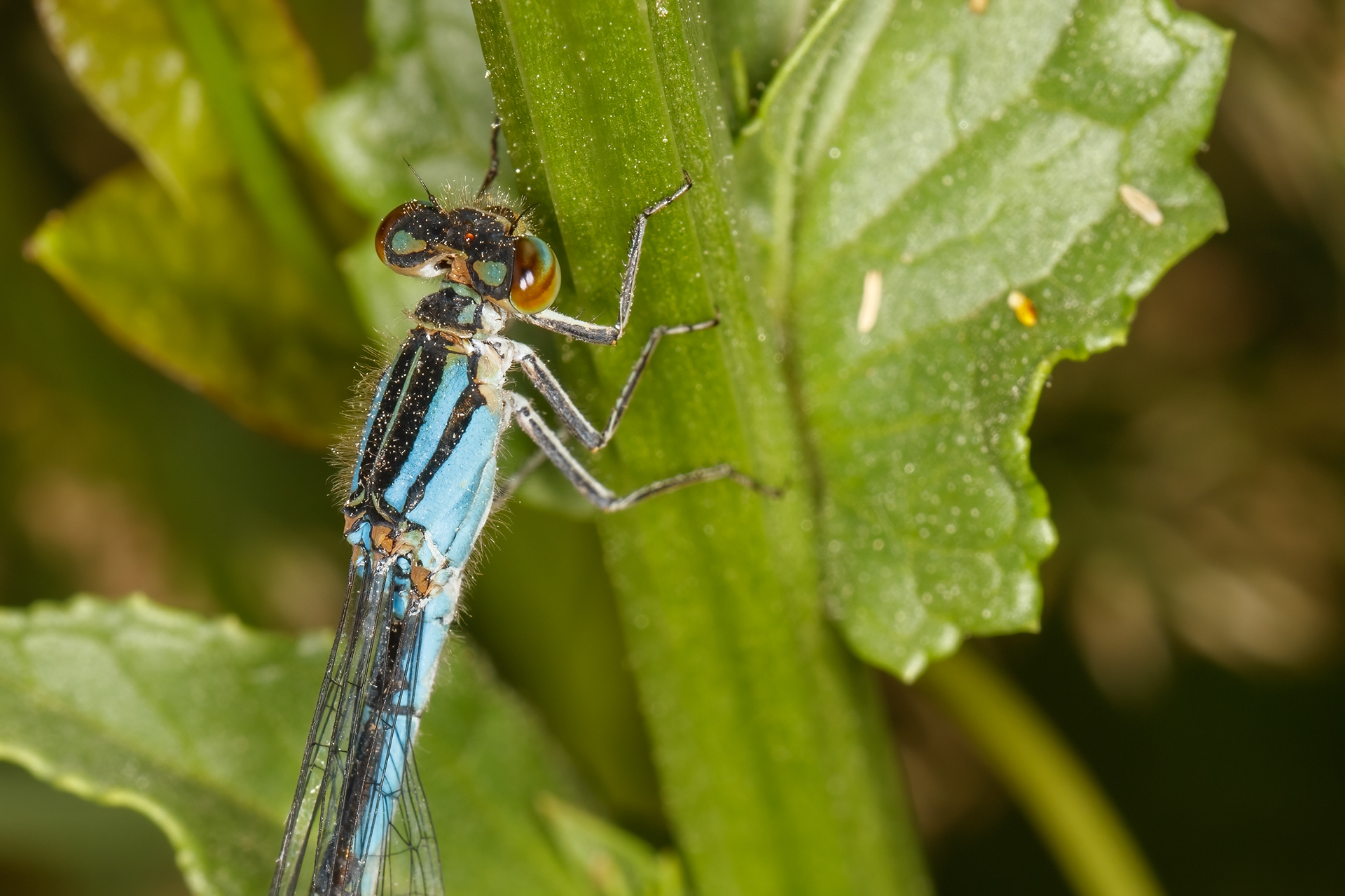 Blue Damselfly