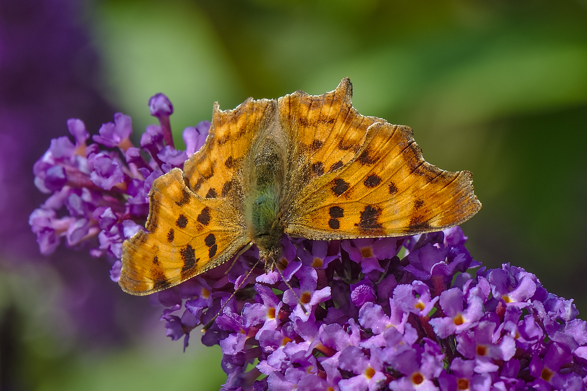 Comma Butterfly