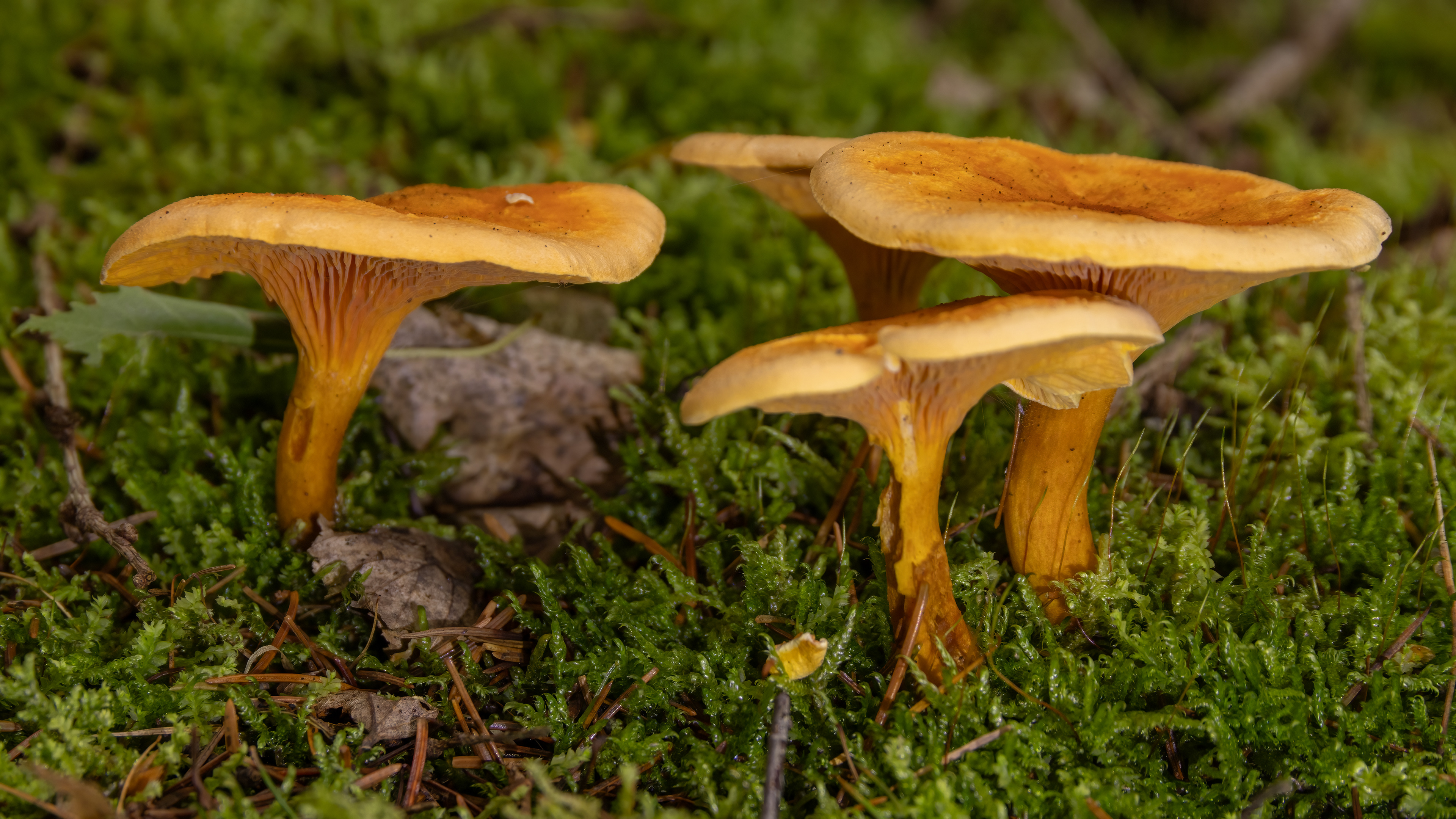 False chanterelle