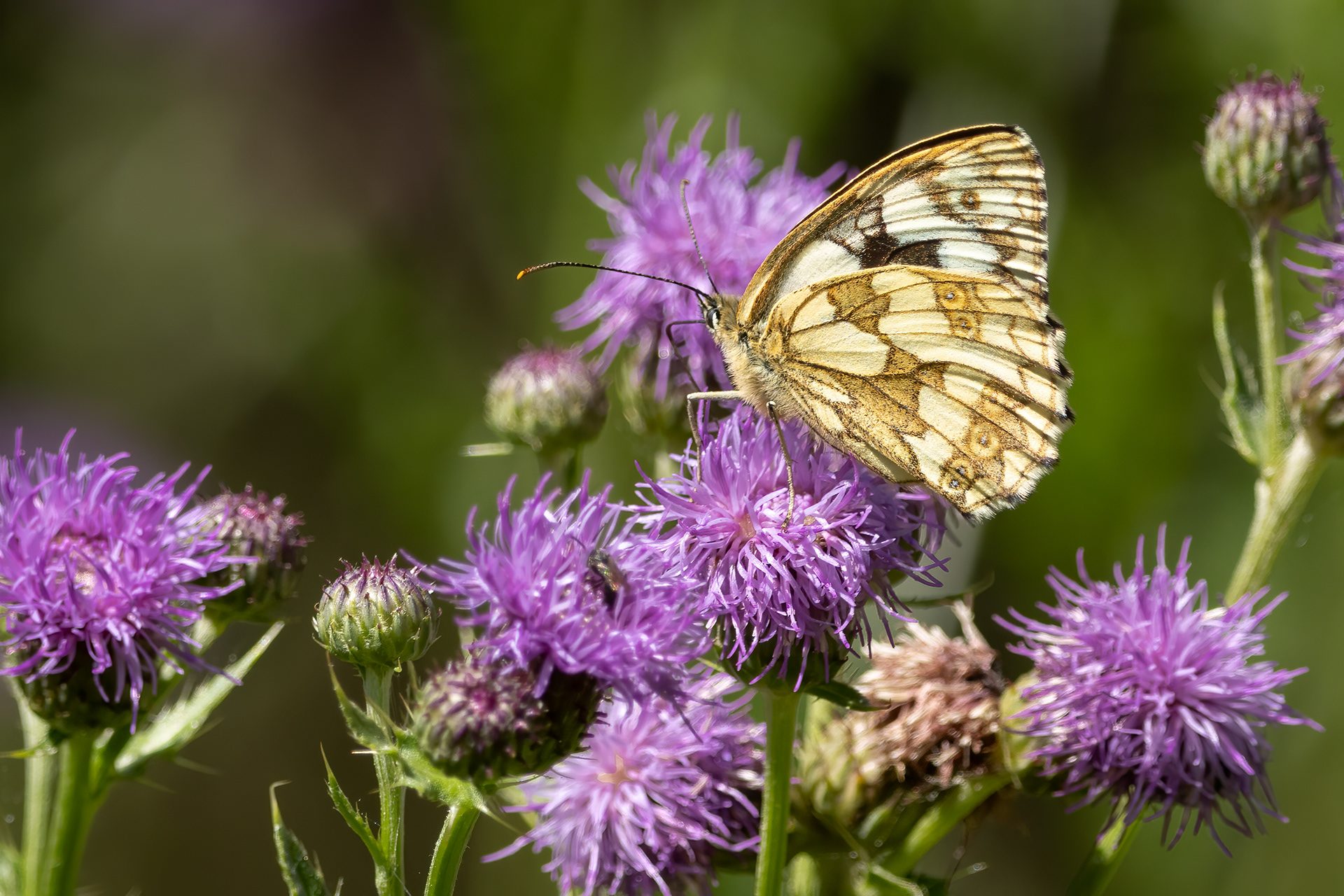 Marbled White Butterfly (female)