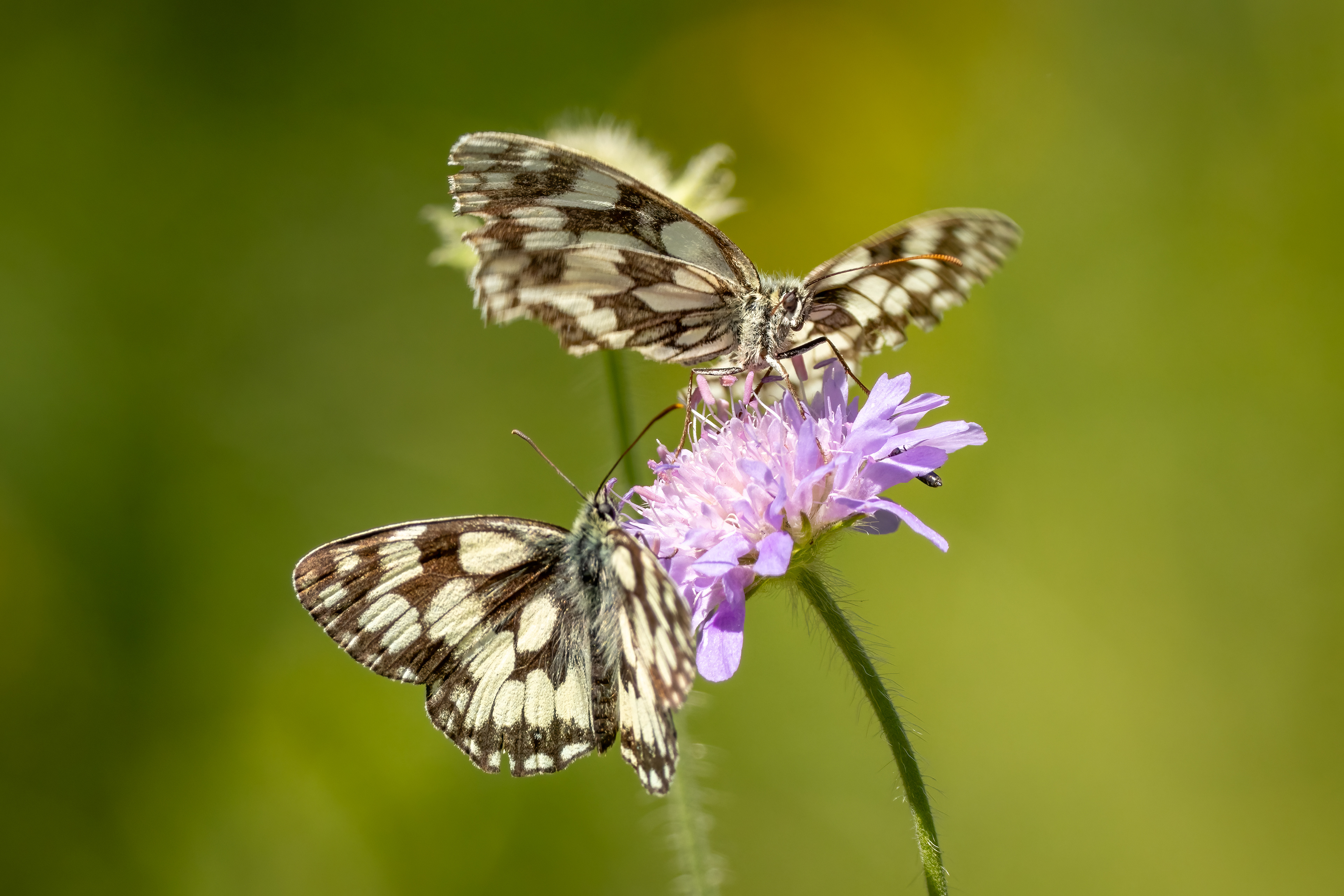 Marbled White Butterflies