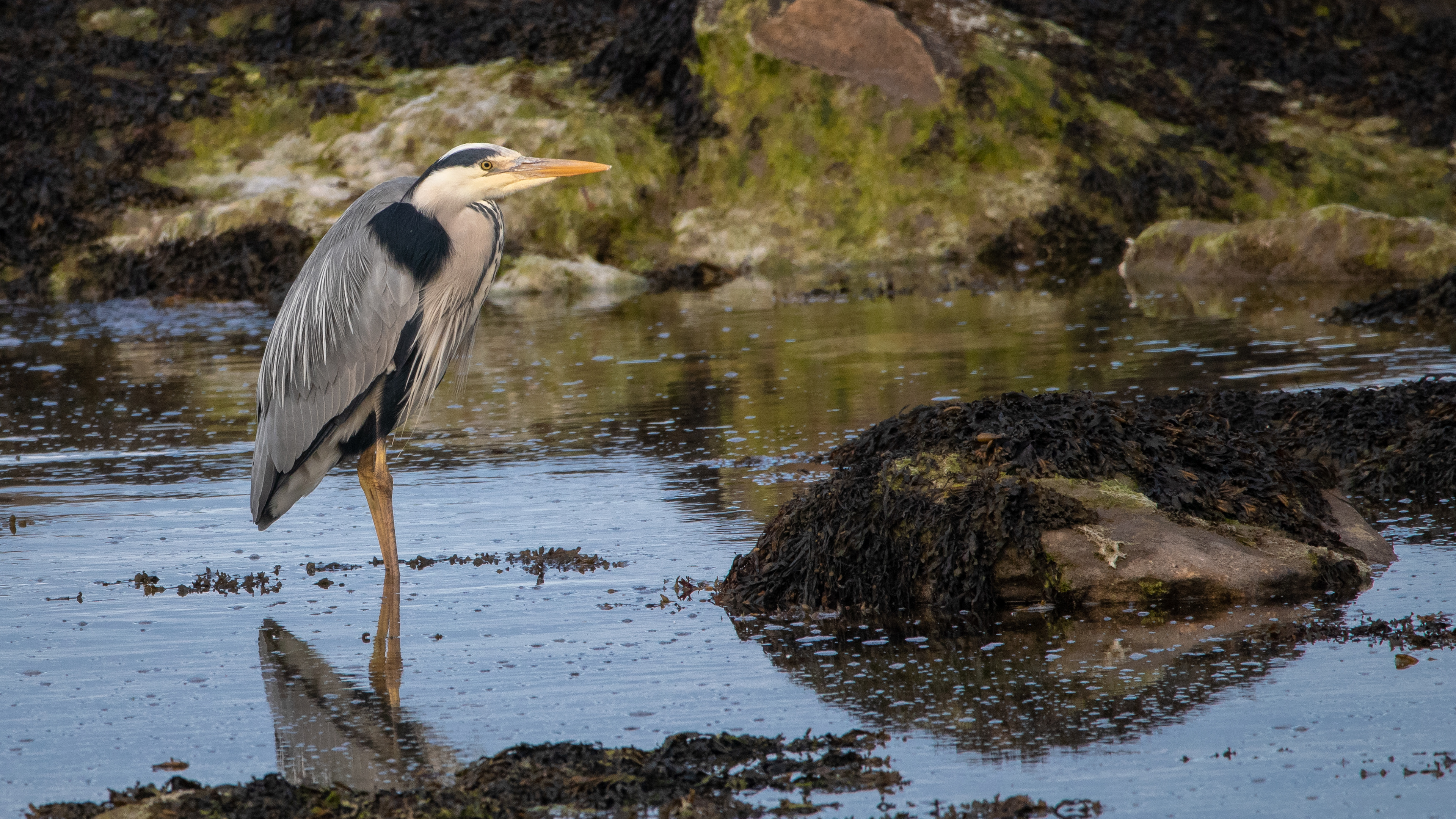 Grey Heron