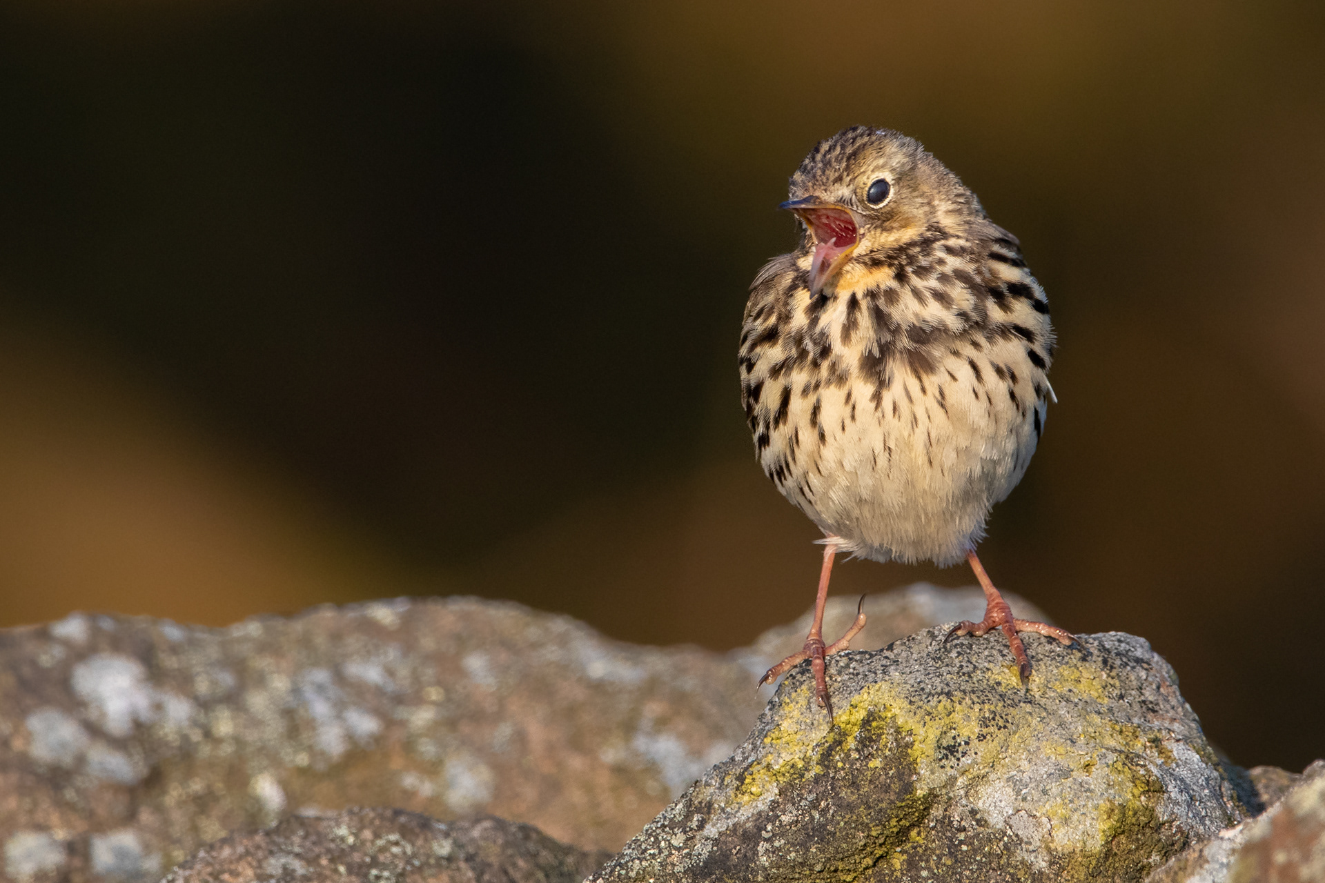 Meadow Pipit
