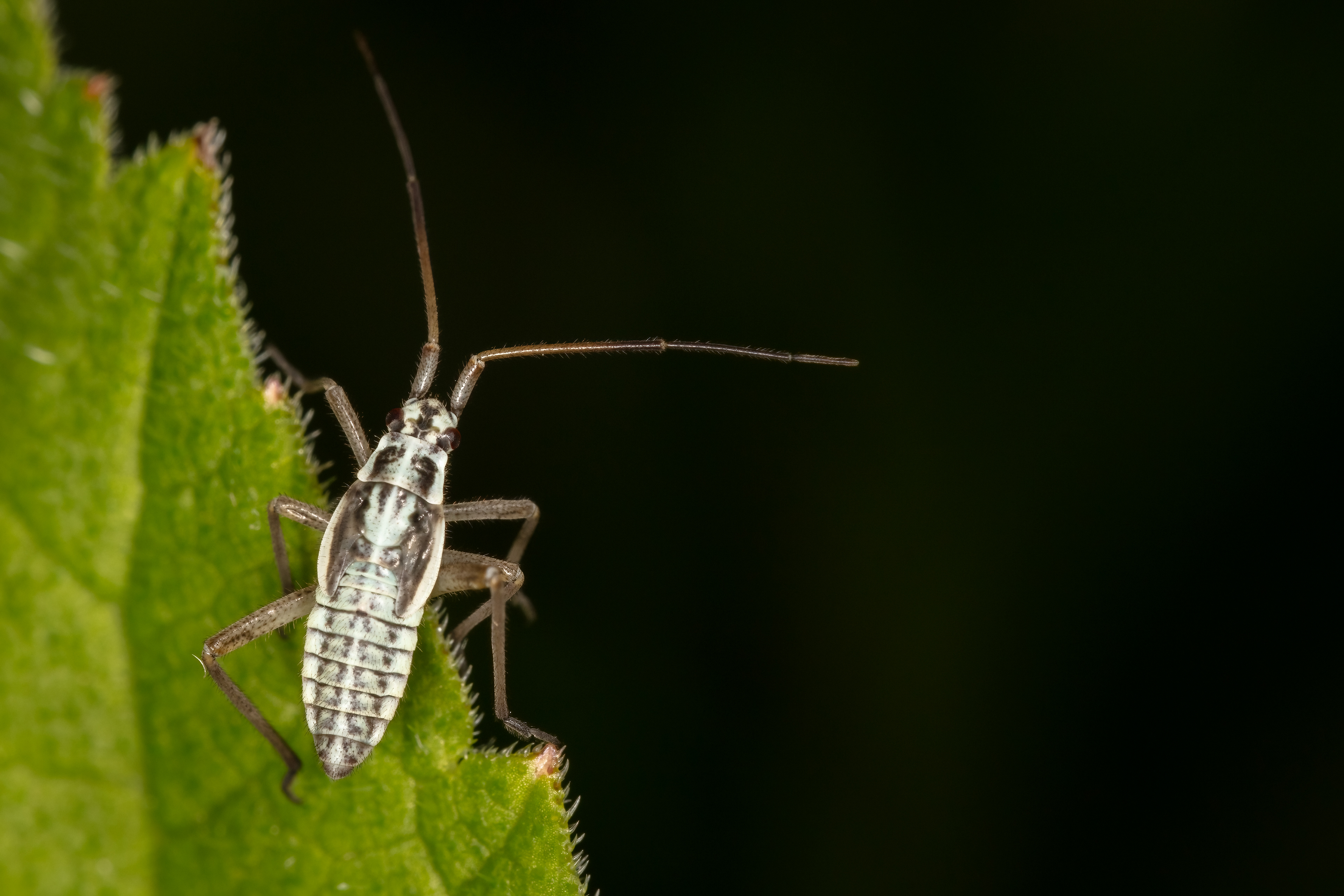 Meadow Plant Bug (Nymph)