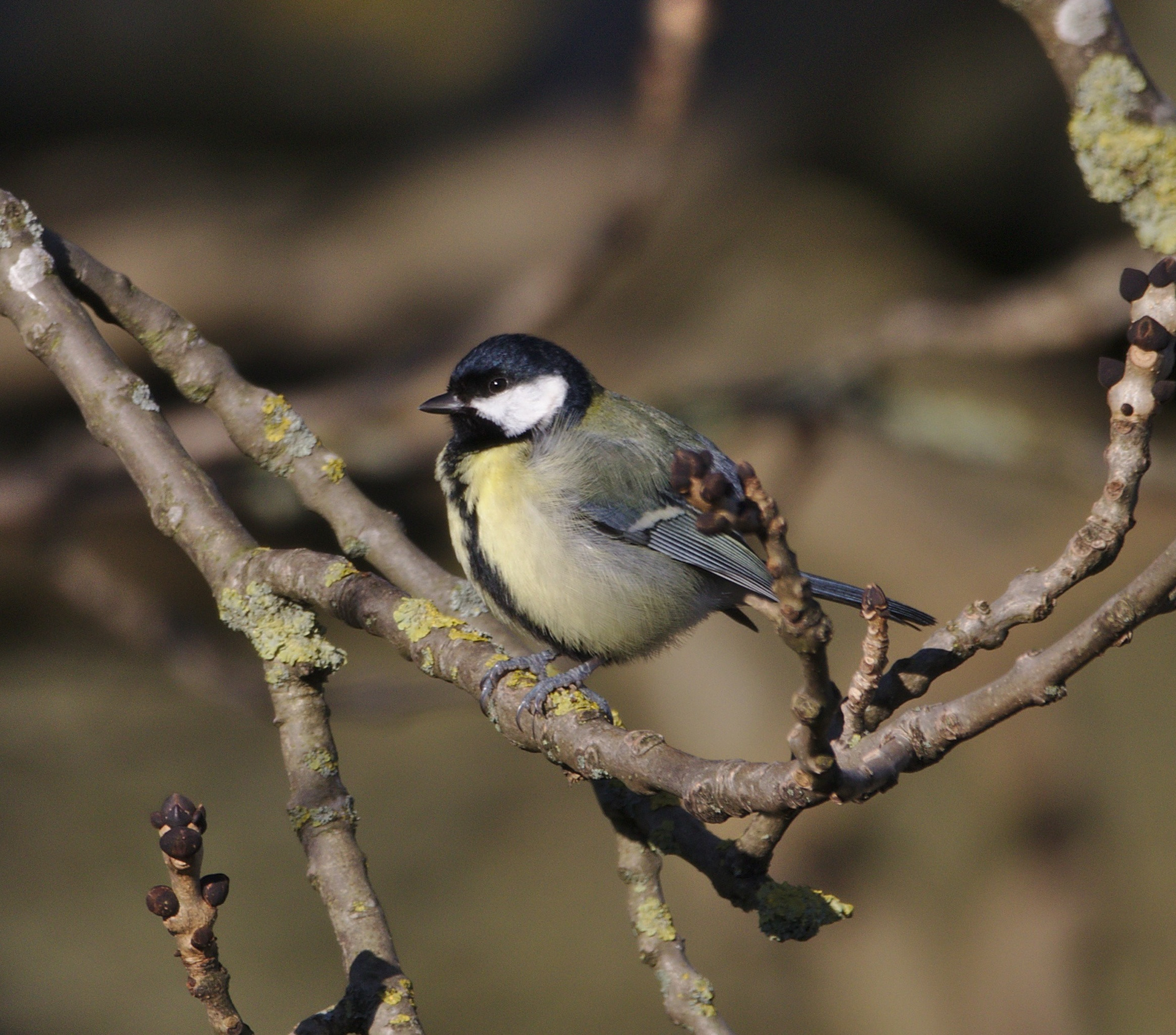 Great Tit