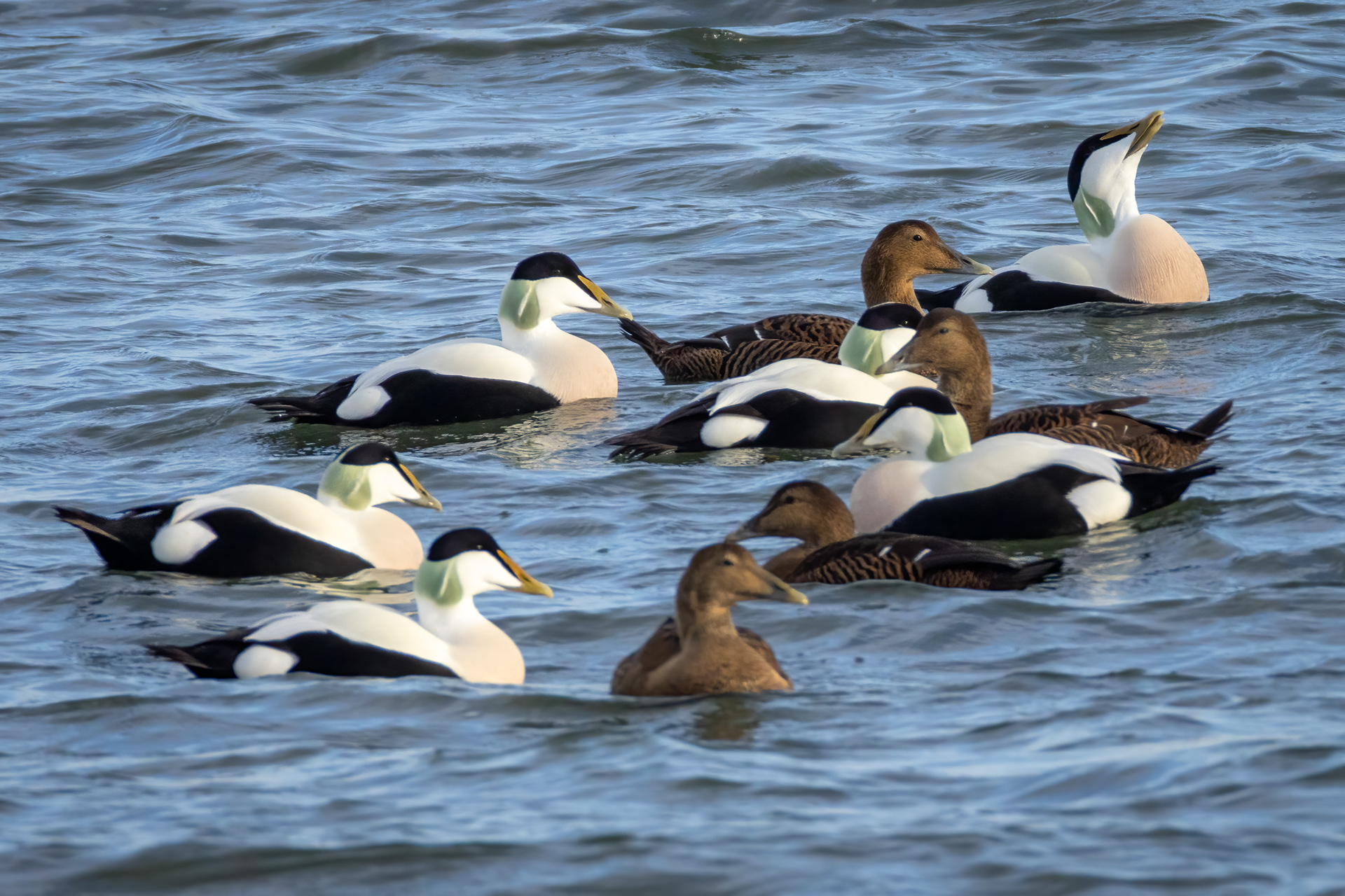 Eiders (male and female)