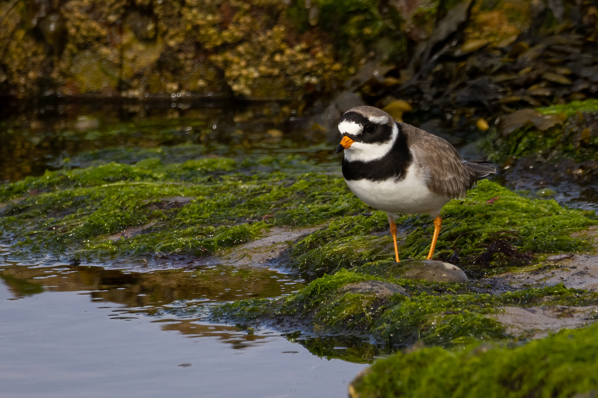 Ringed Plover