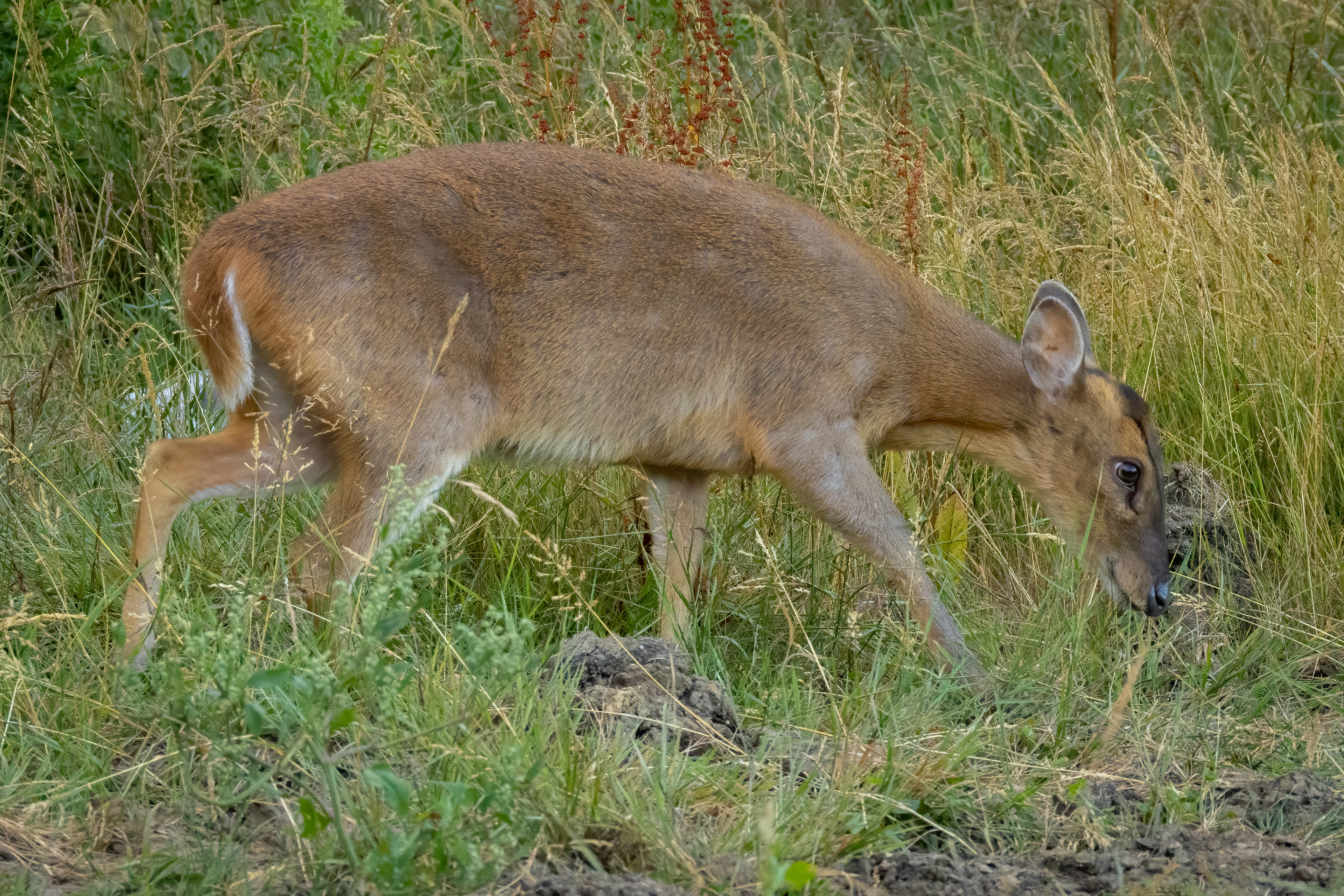 Muntjac Deer