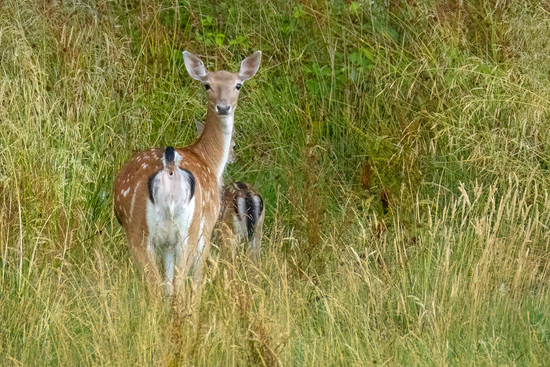 Fallow Deer