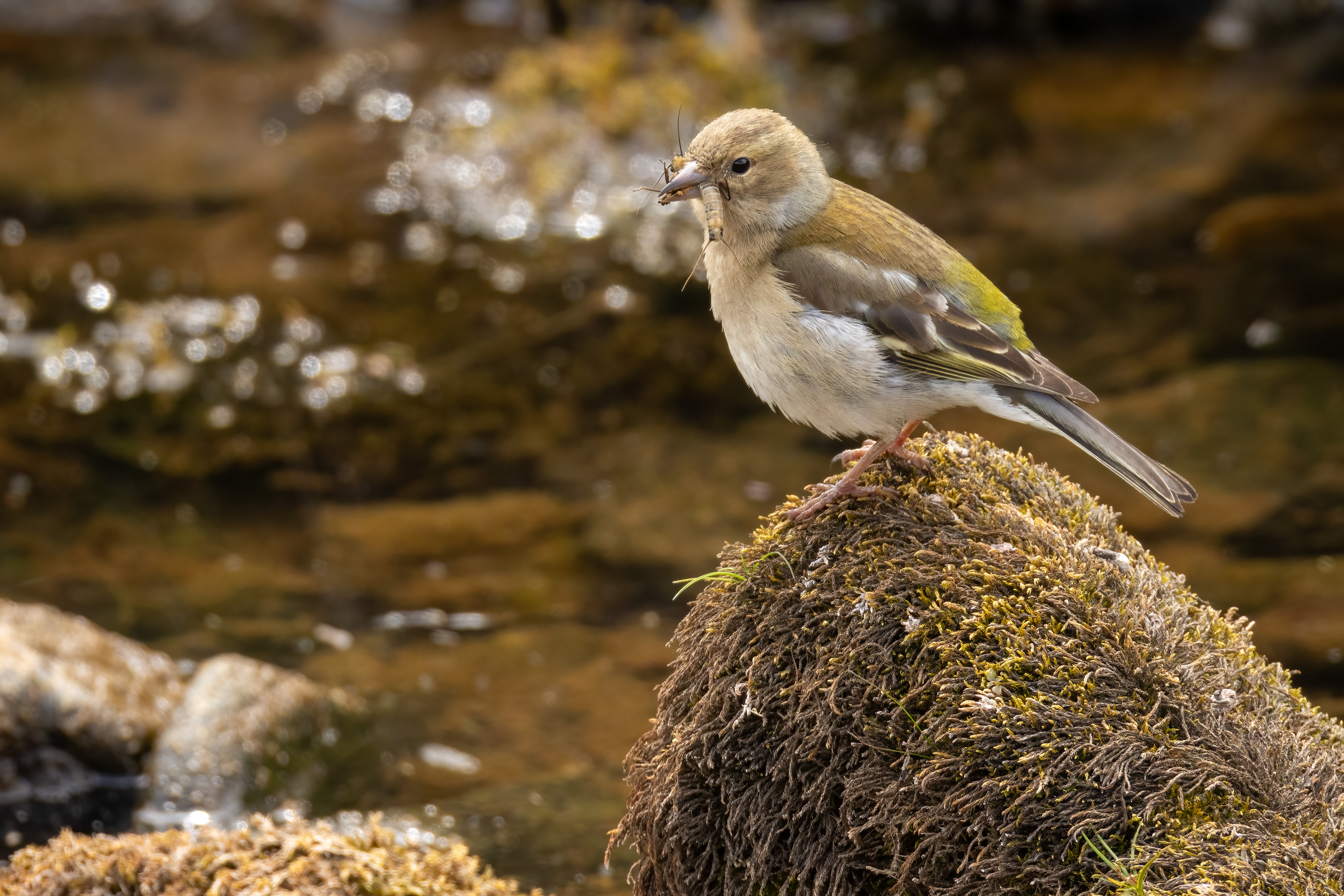Chaffinch (female)