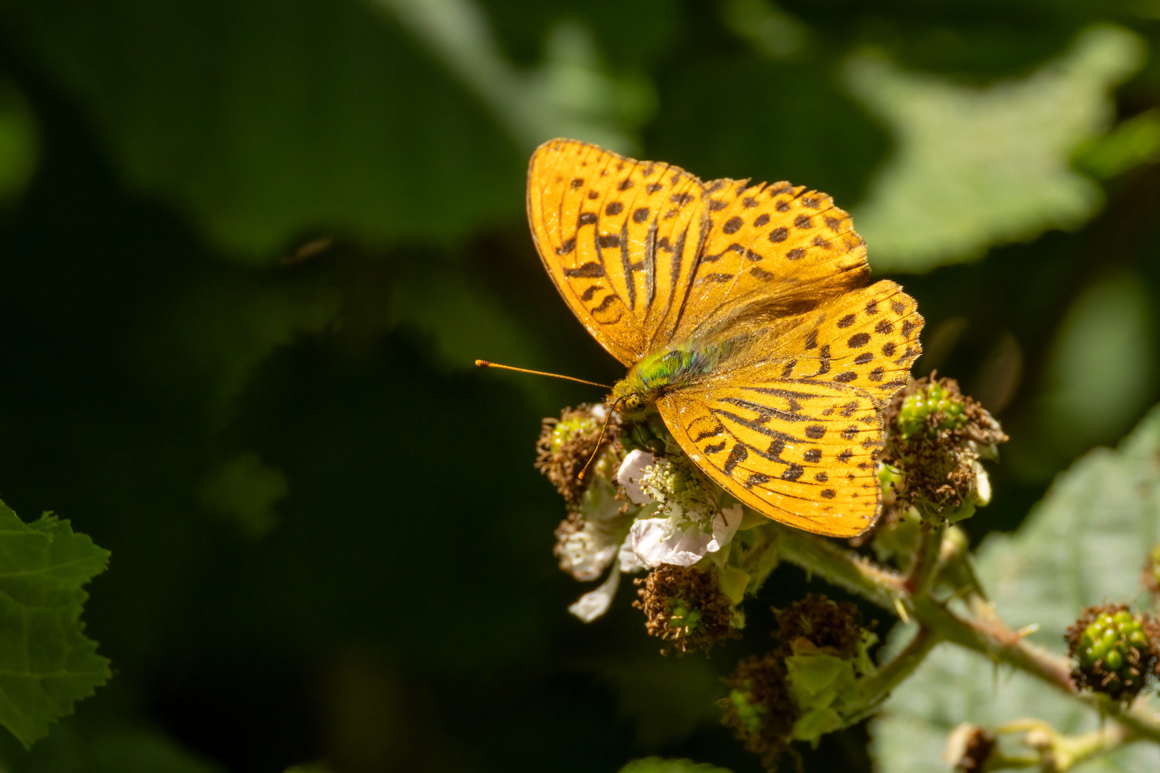 Silver-washed Fritillary Butterfly