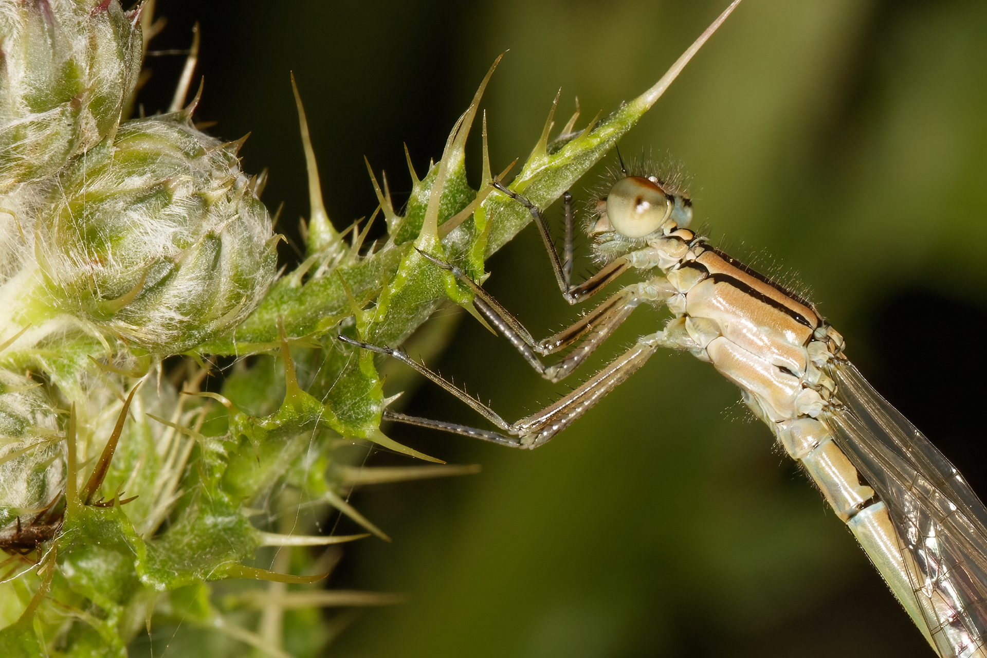 White-legged Damselfly