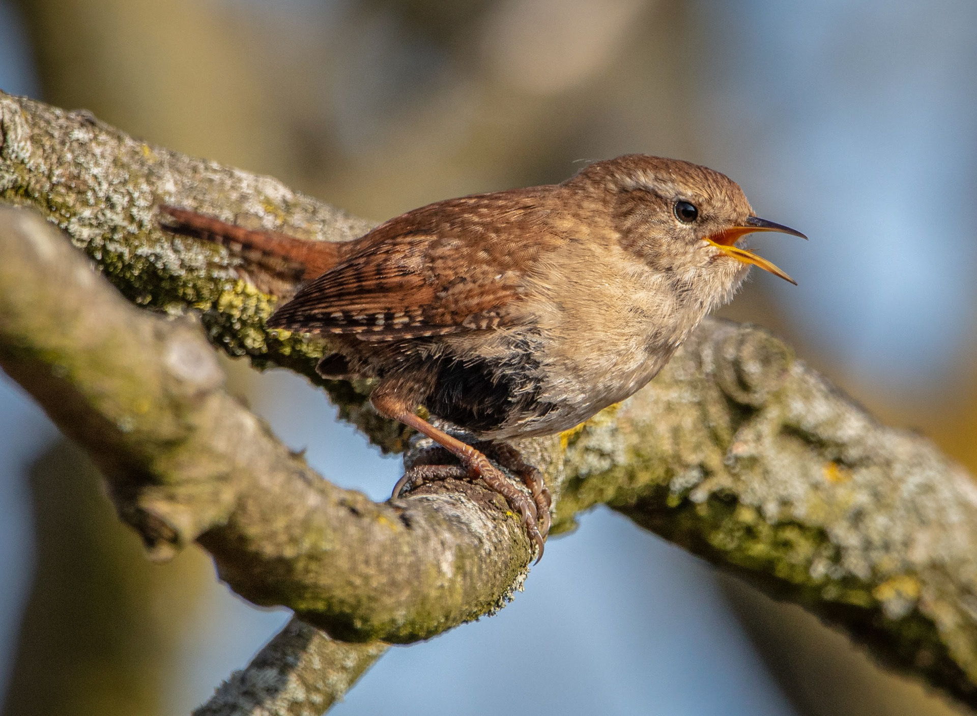 Wren