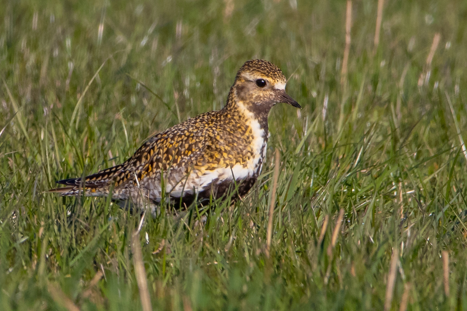 Golden Plover
