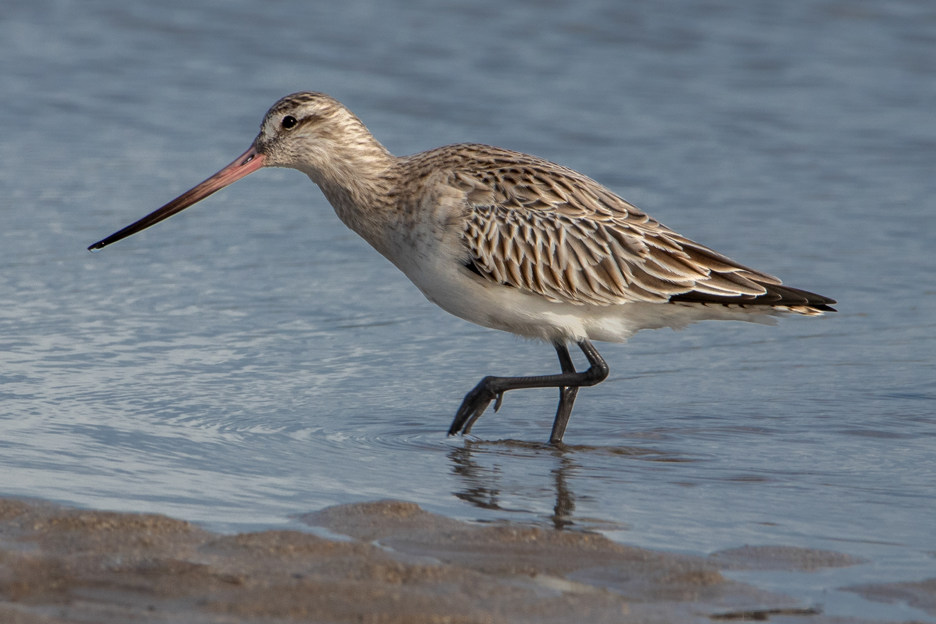 Bar-tailed Godwit