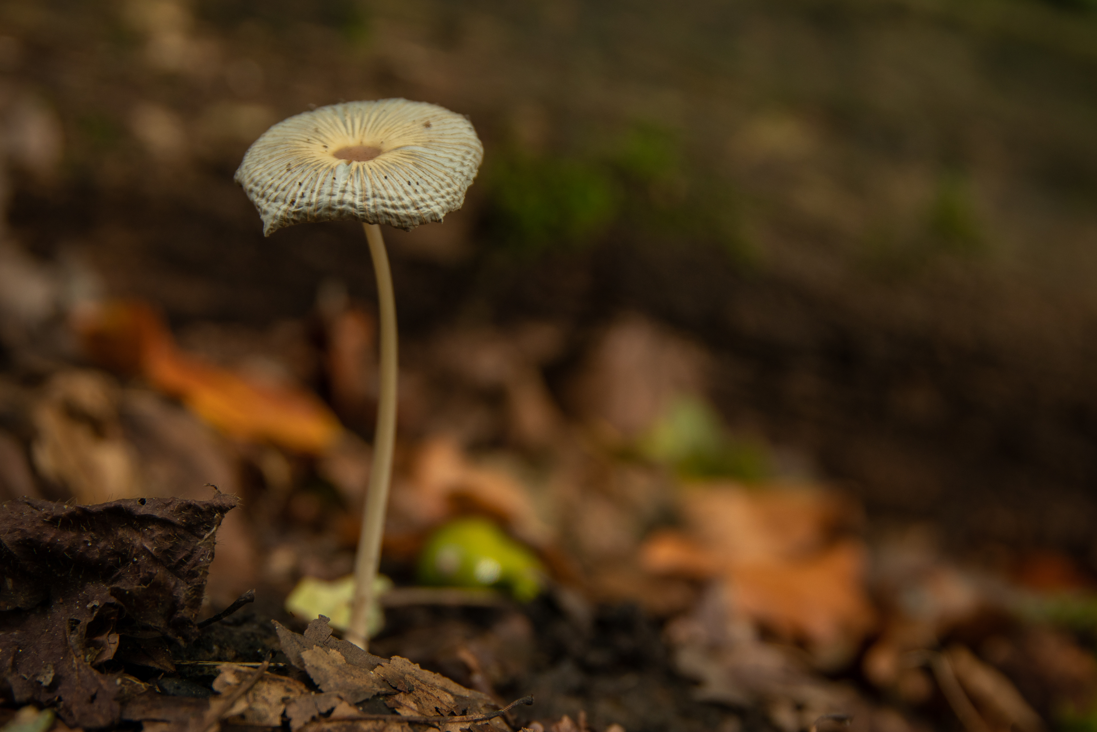 Pleated Inkcap