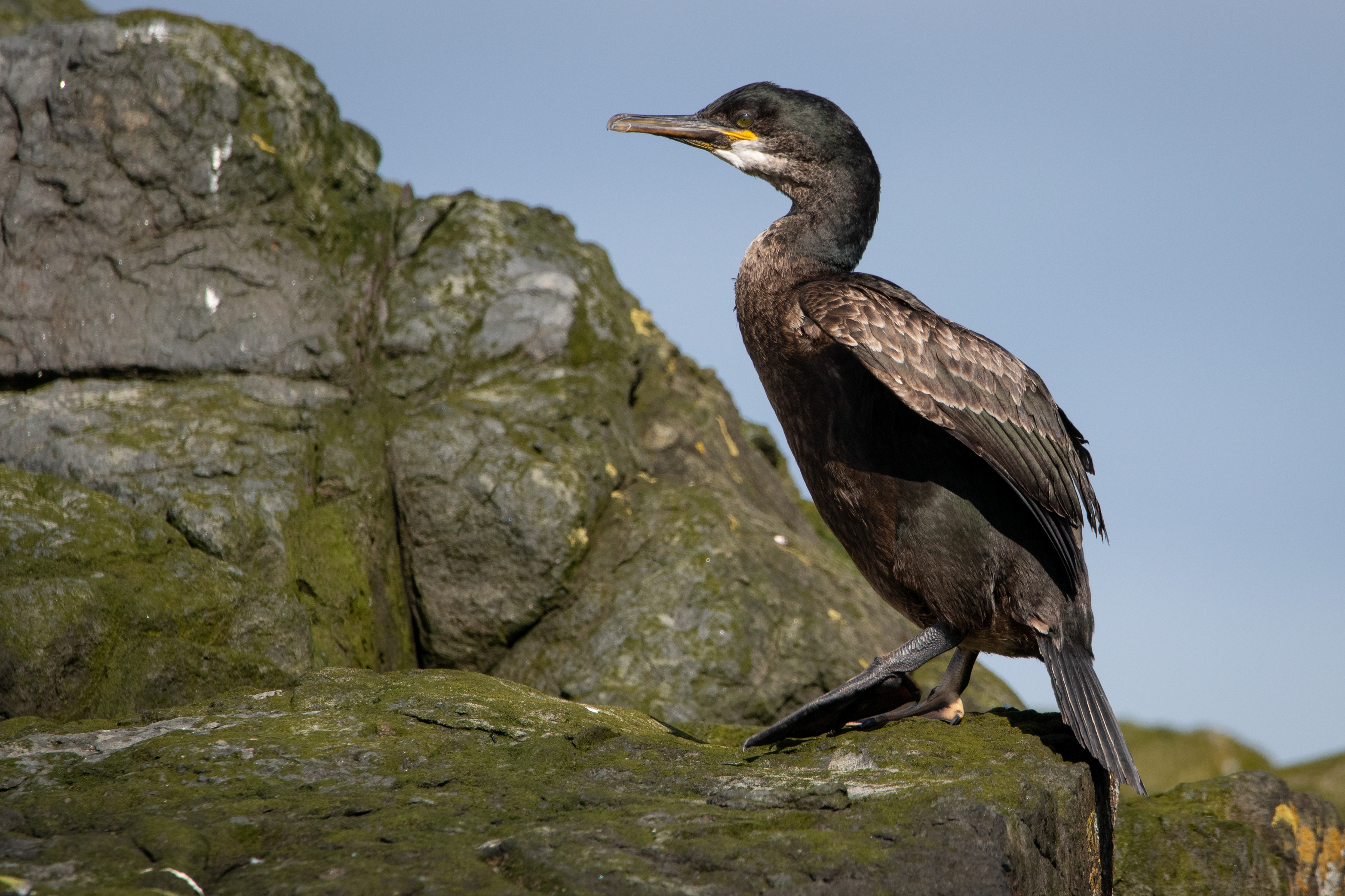 Cormorant
