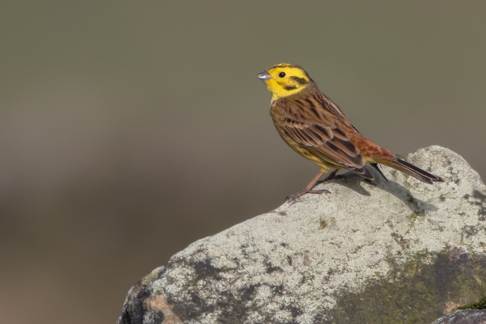 Yellowhammer (male)
