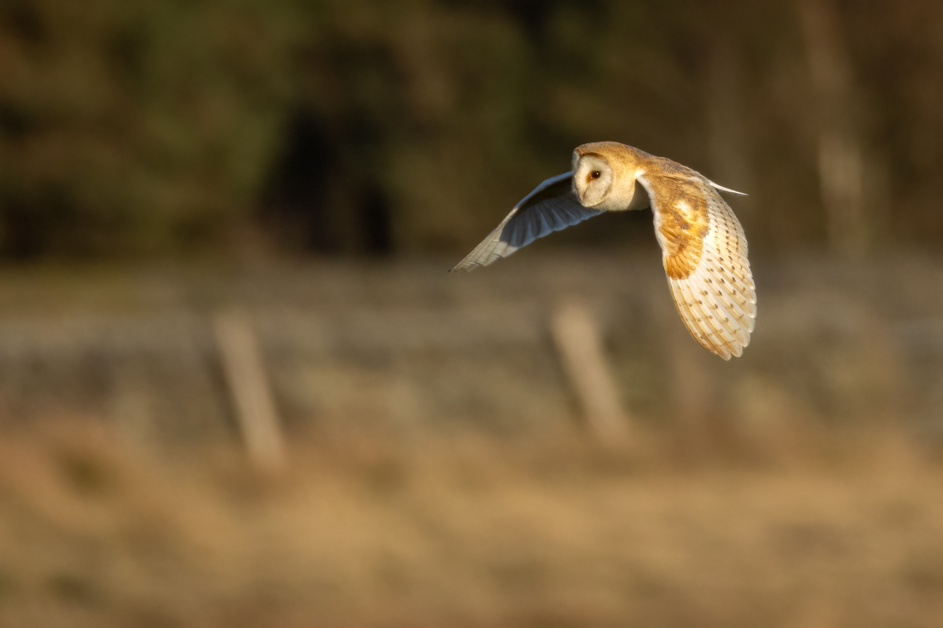 Barn Owl