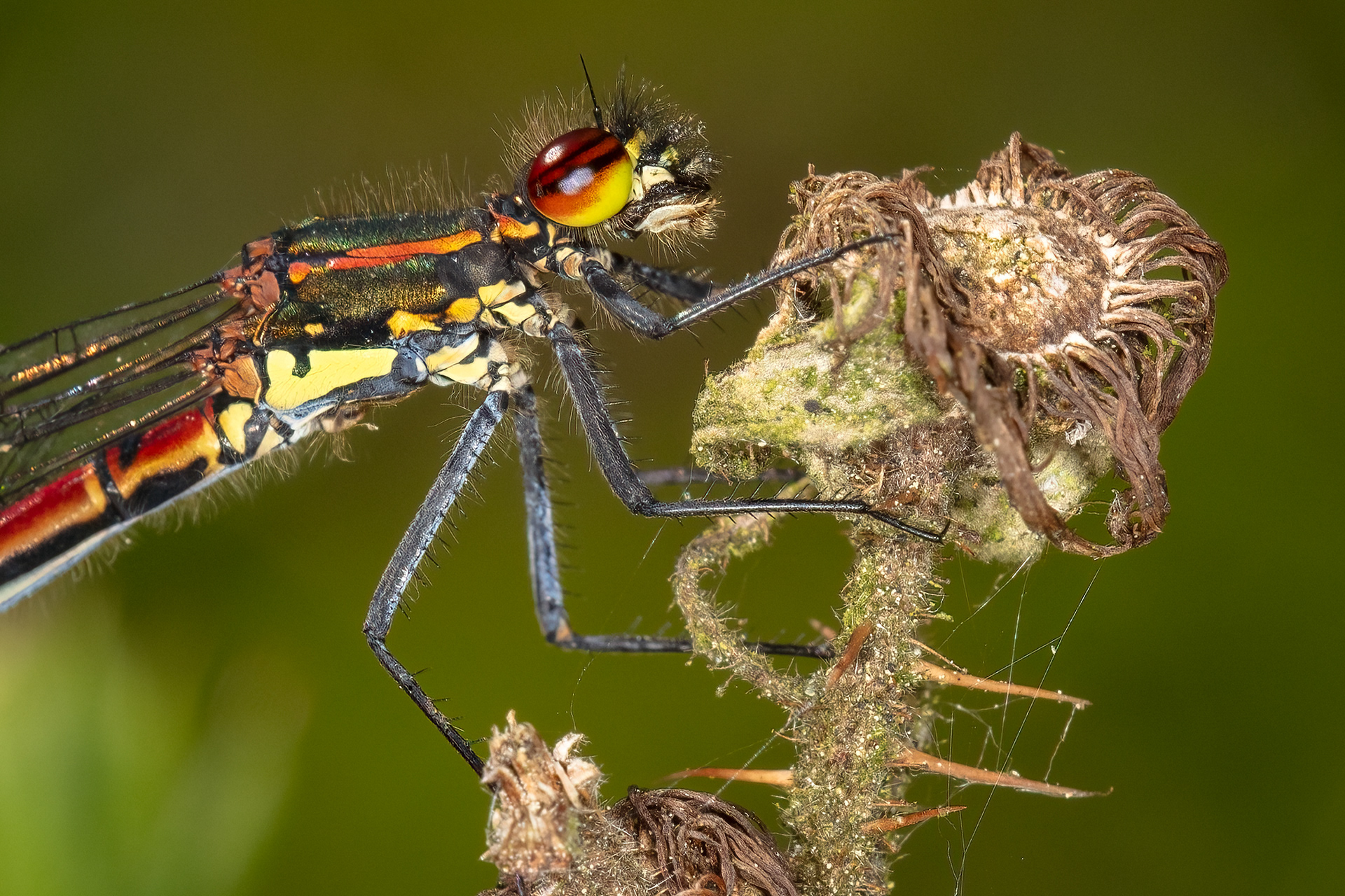 Large Red Damselfly (male)