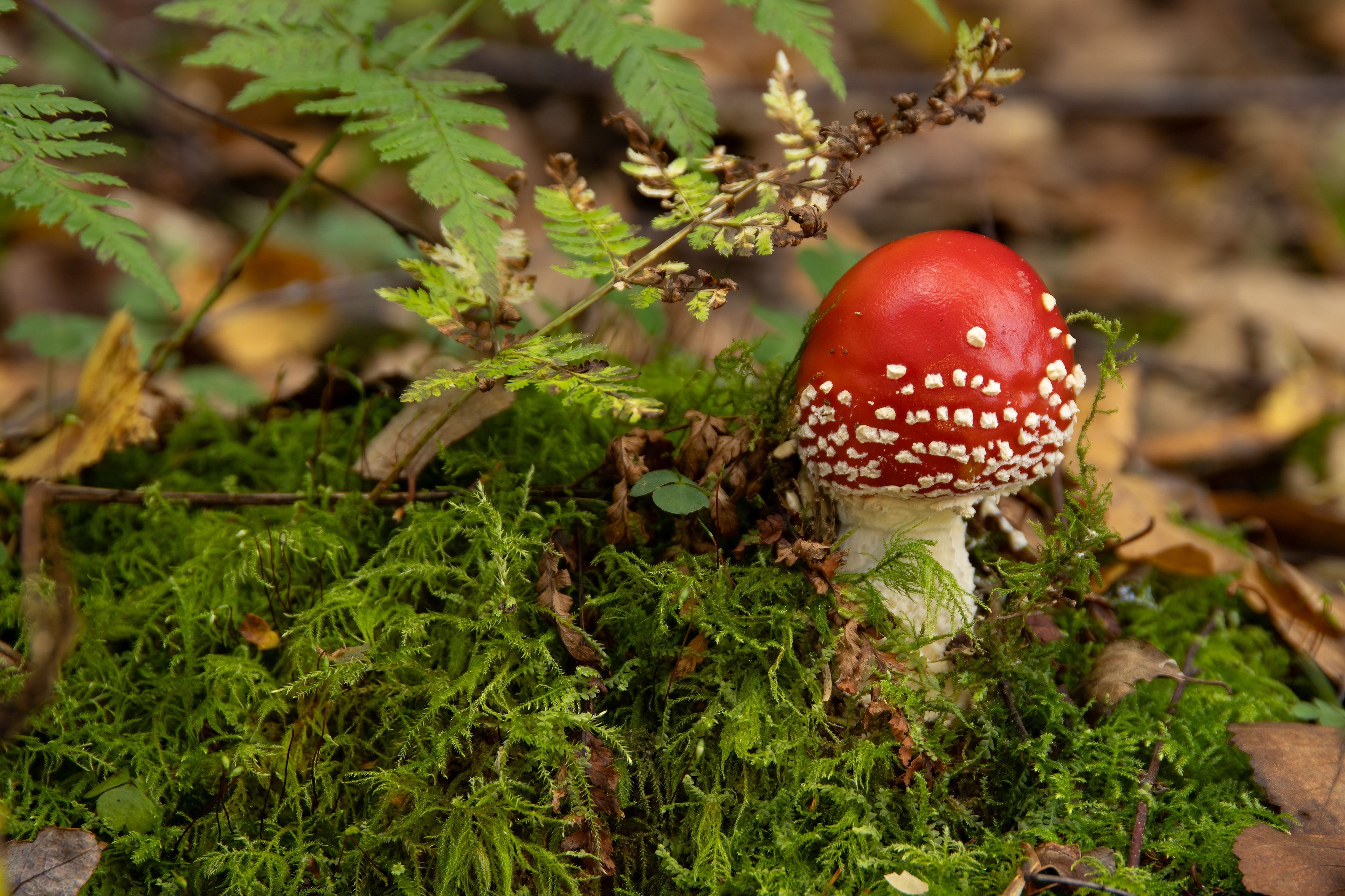 Fly Agaric