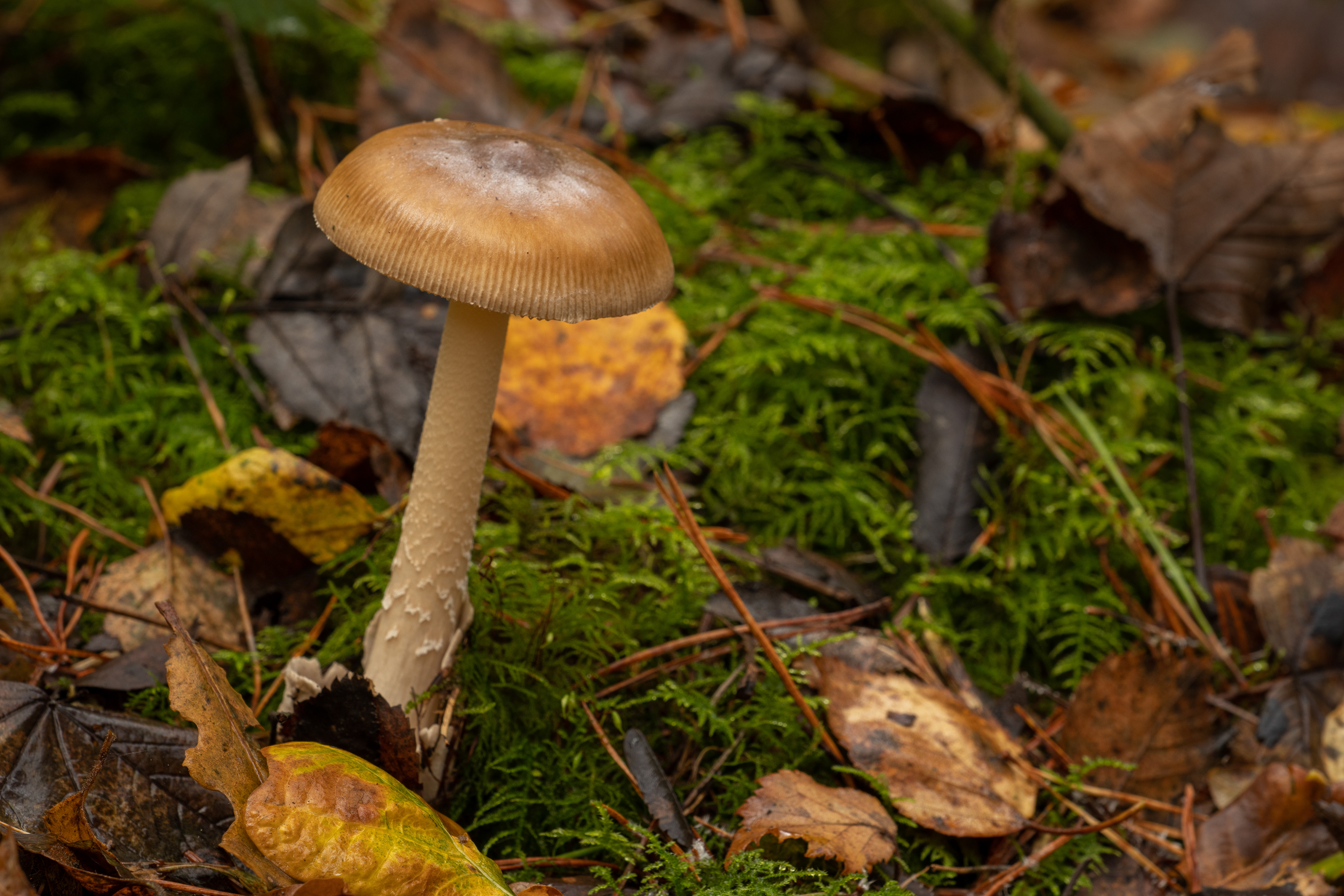 Tawny Grisette