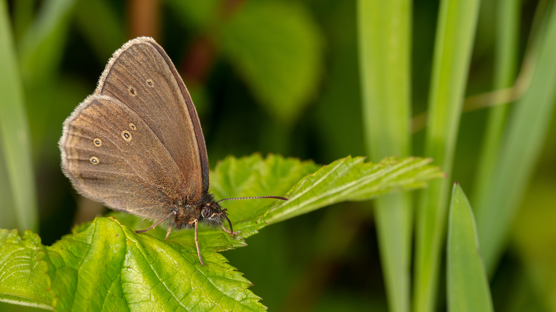 Ringlet Butterfly